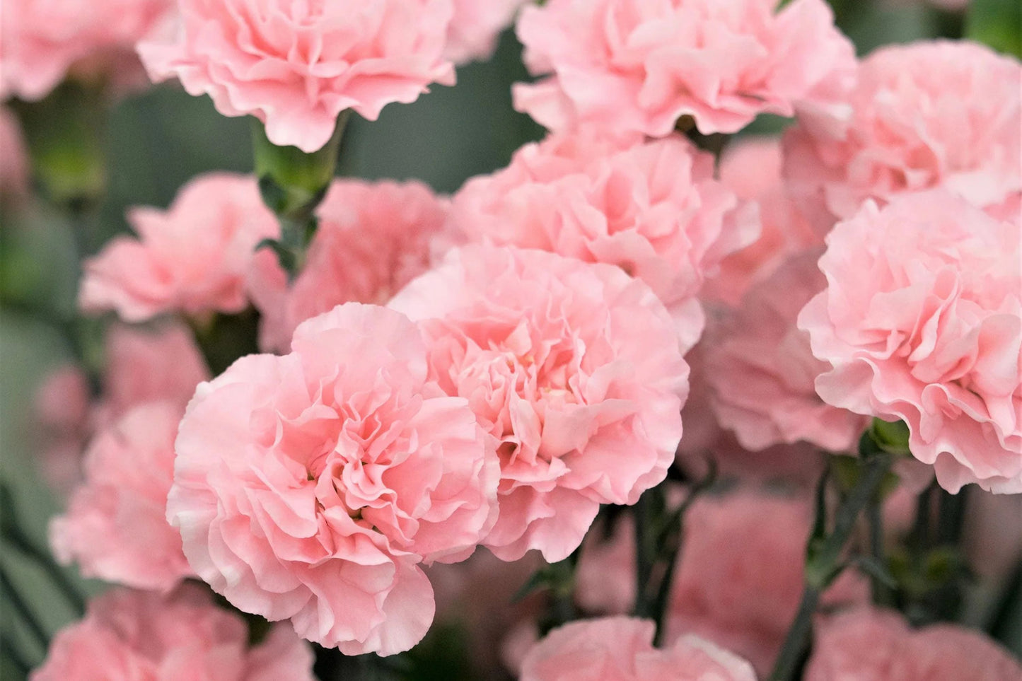 La France Carnation Seeds | Shell Pink Blooms | Fragrant & Double Flowers | Attracts Pollinators | 135 Days |
