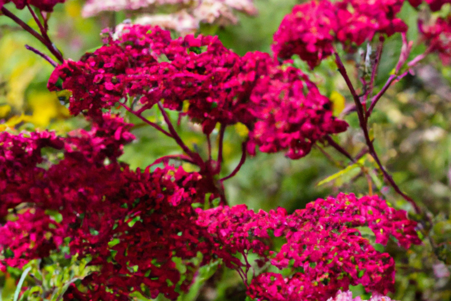 Bulk Wildflower Seed Mix - 93,750 Seeds, All Perennial, Covers 500 SQFT, Native Wildflowers for Natural Landscaping