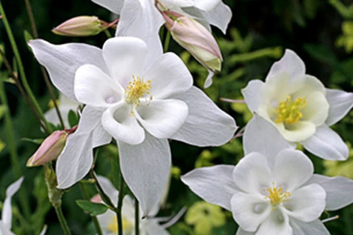 Crystal Star Columbine Seeds | Non-GMO Flower Seeds | Aquilegia 'Crystal Star' | Free Shipping Available