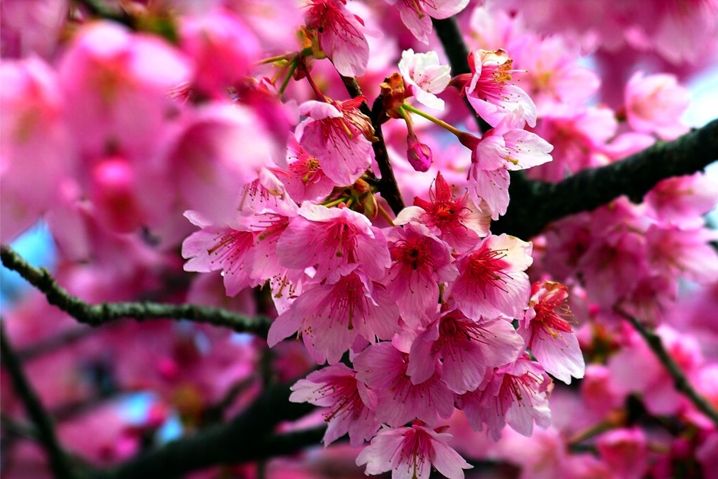 Japanese Sakura Cherry Blossom Tree Seeds - Hardy Flower Plant - Prunus sargentii - Ornamental Garden Seeds