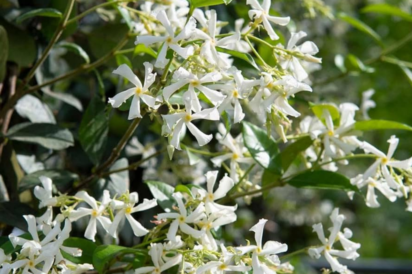 Mixed Star Jasmine Flower Seeds - 200+ Seeds for Planting Climbing Jasmine - Fragrant Plants (Trachelospermum jasminoides)