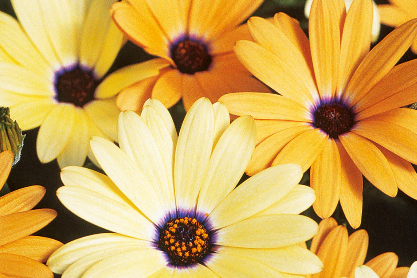 African Daisy Seeds - Heirloom Non-GMO Flower Seeds - 1177
