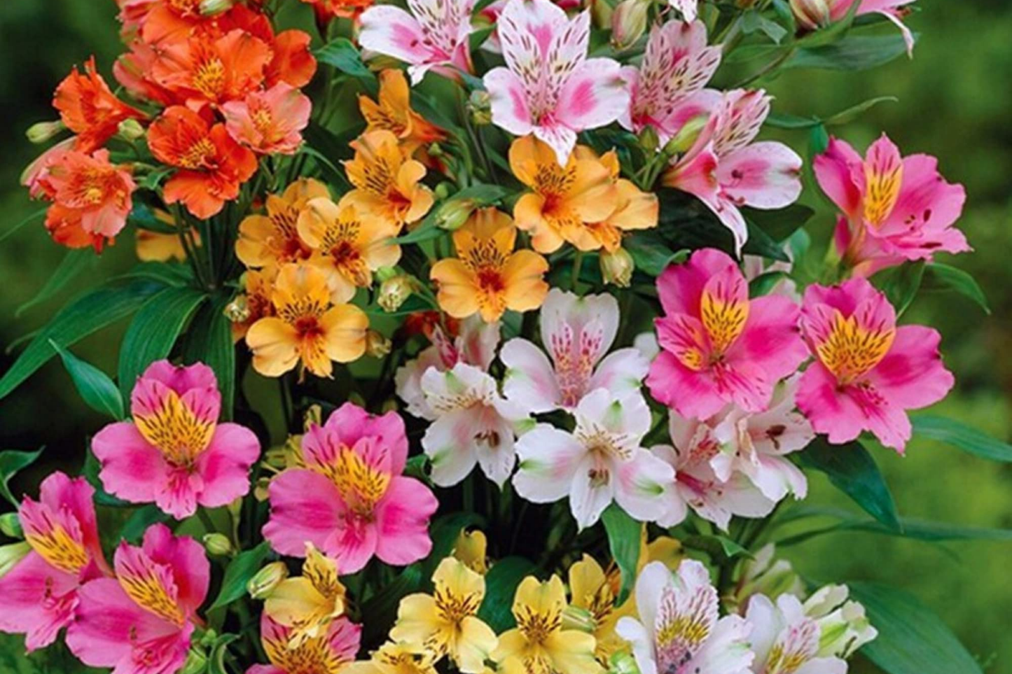 30+ Alstroemeria Seeds for Planting - Mixed Perennial Peruvian Lily Flowers - Garden Seeds