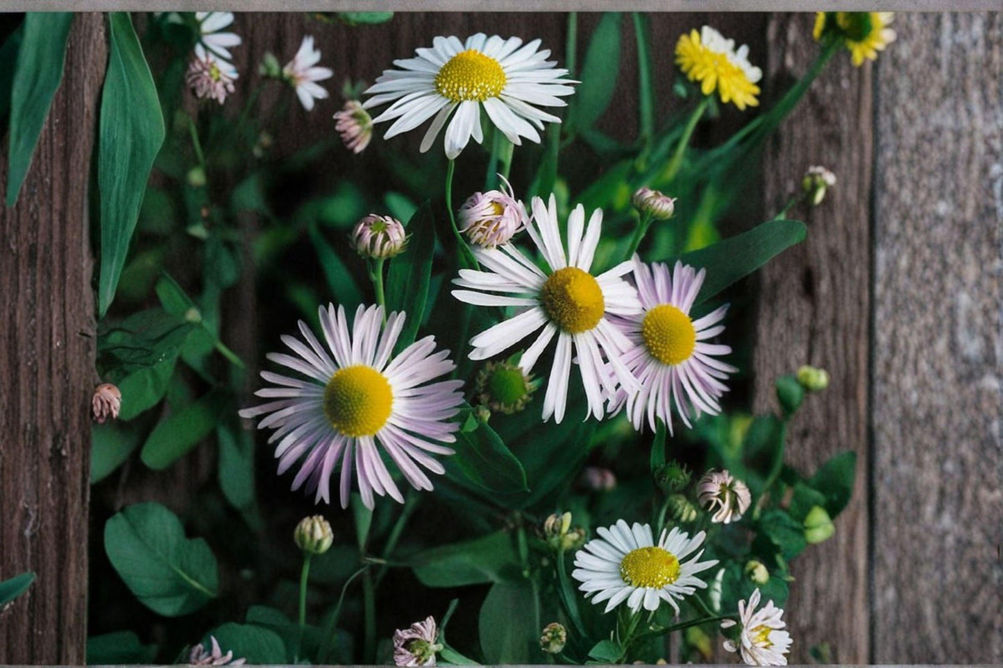 500 Boltonia Decurrens Seeds – Native White Wildflower for Pollinators