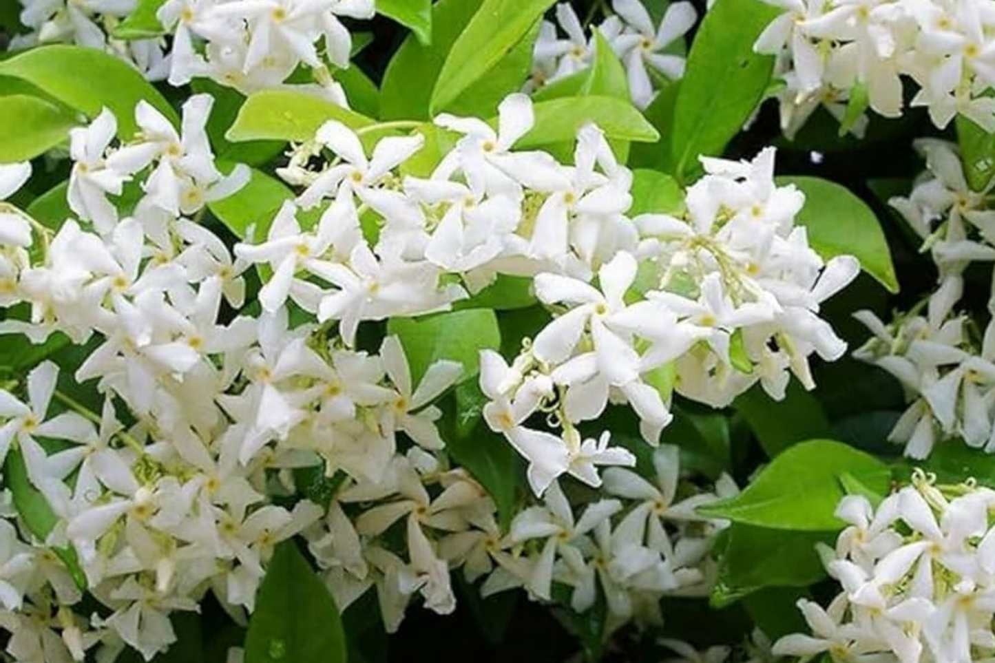 Climbing Jasmine Flower Seeds - 100+ Fragrant Seeds for Garden Planting - Jasminum spp.