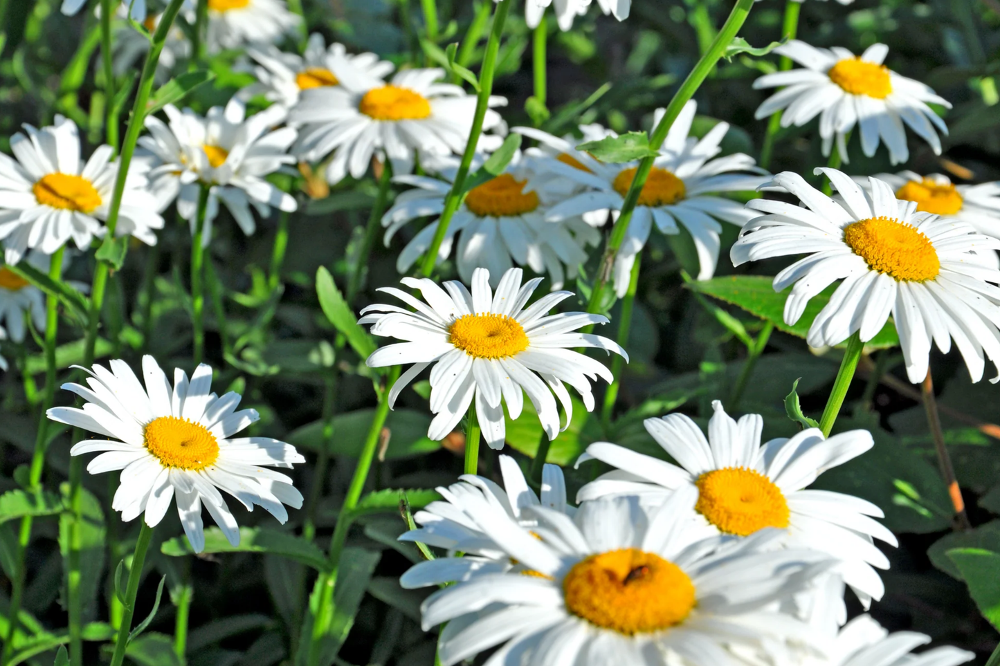 Shasta Daisy Seeds | Heirloom Non-GMO Flower Seeds | Leucanthemum superbum | Easy to Grow, Perennial Garden Flowers