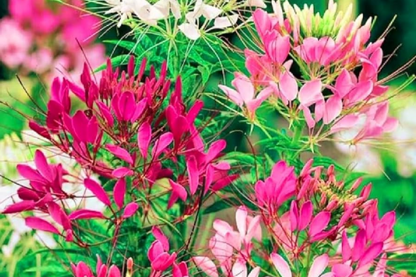 Mixed Colors Cleome Seeds - Non-GMO Flower Seeds for Garden - Cleome hassleriana