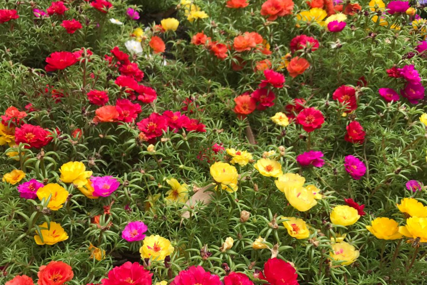 Moss Rose Succulent Seeds - Double Mix - Flowering Succulent for 2025 Planting - Portulaca grandiflora