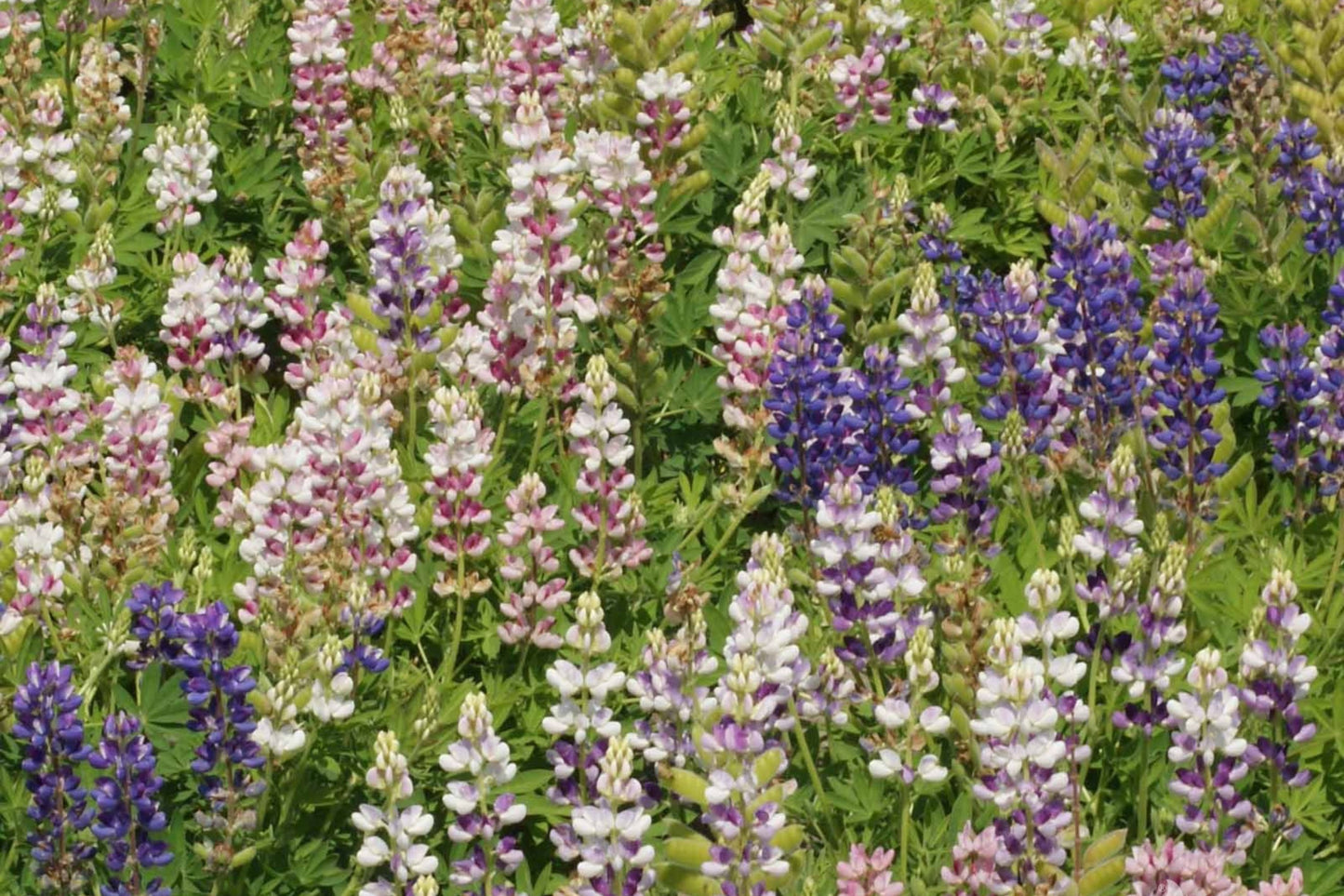 Pixie Delight Lupine Seeds | Blue, White, Pink, Purple | Attracts Pollinators | Compact 16” Tall | 93 Days |