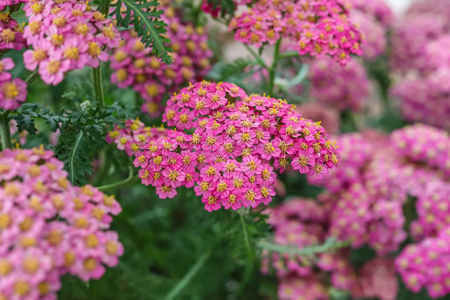 Cerise Queen Yarrow Seeds | Non-GMO Flower Seeds | Achillea millefolium