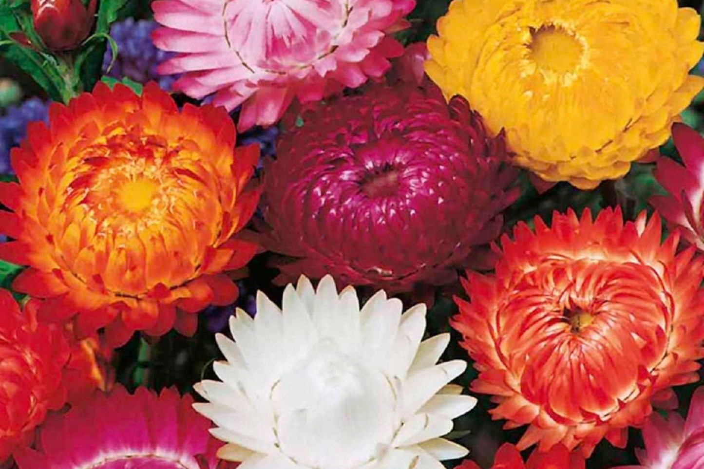 Swiss Giant Mix Strawflower Seeds - Non-GMO Flower Seeds - Helichrysum bracteatum - Free Shipping