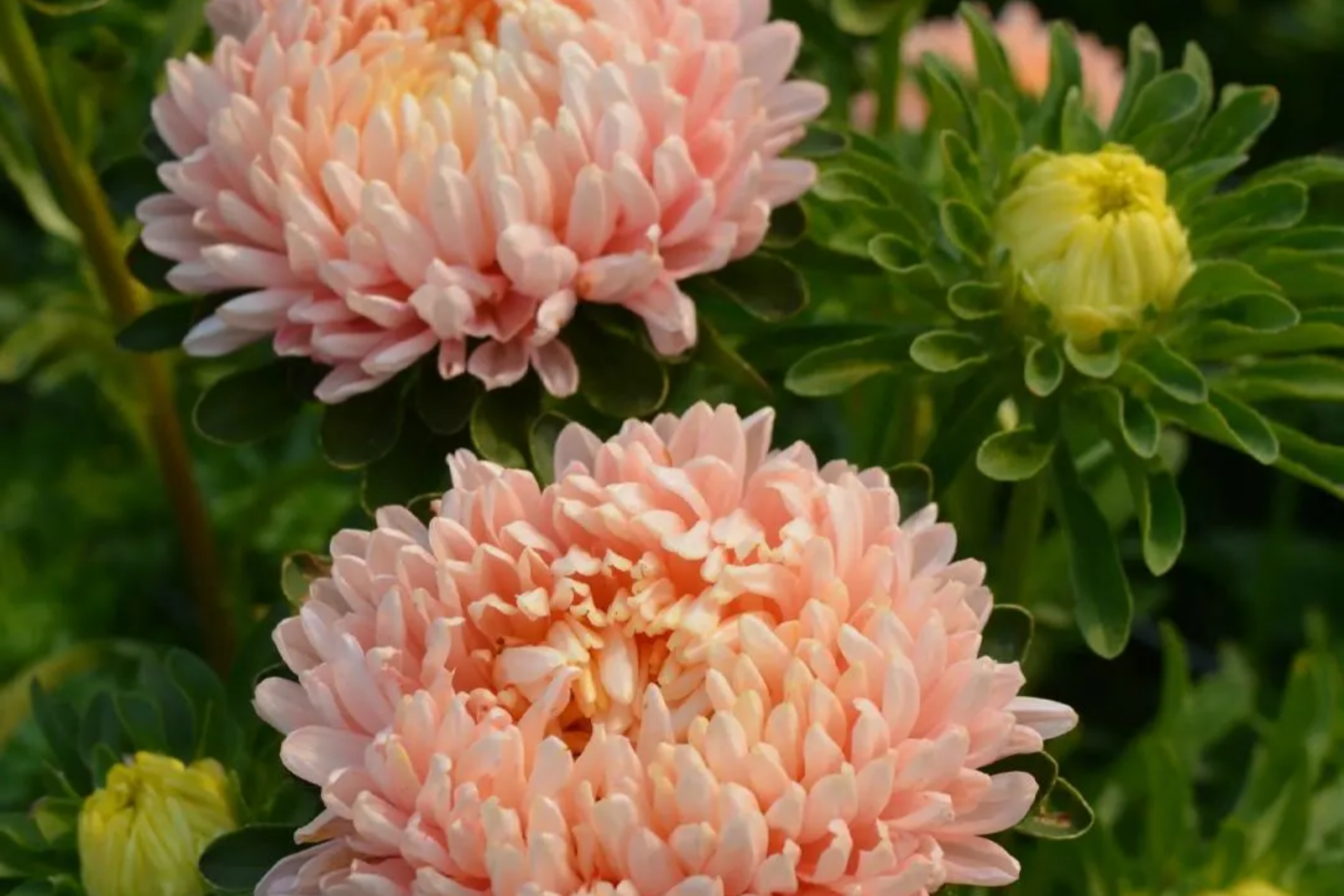 flower seeds with free shipping Peony Seeds | 50 - 1,000 Duchess Apricot Aster | Paeony | Flower Seeds for  Garden Planting