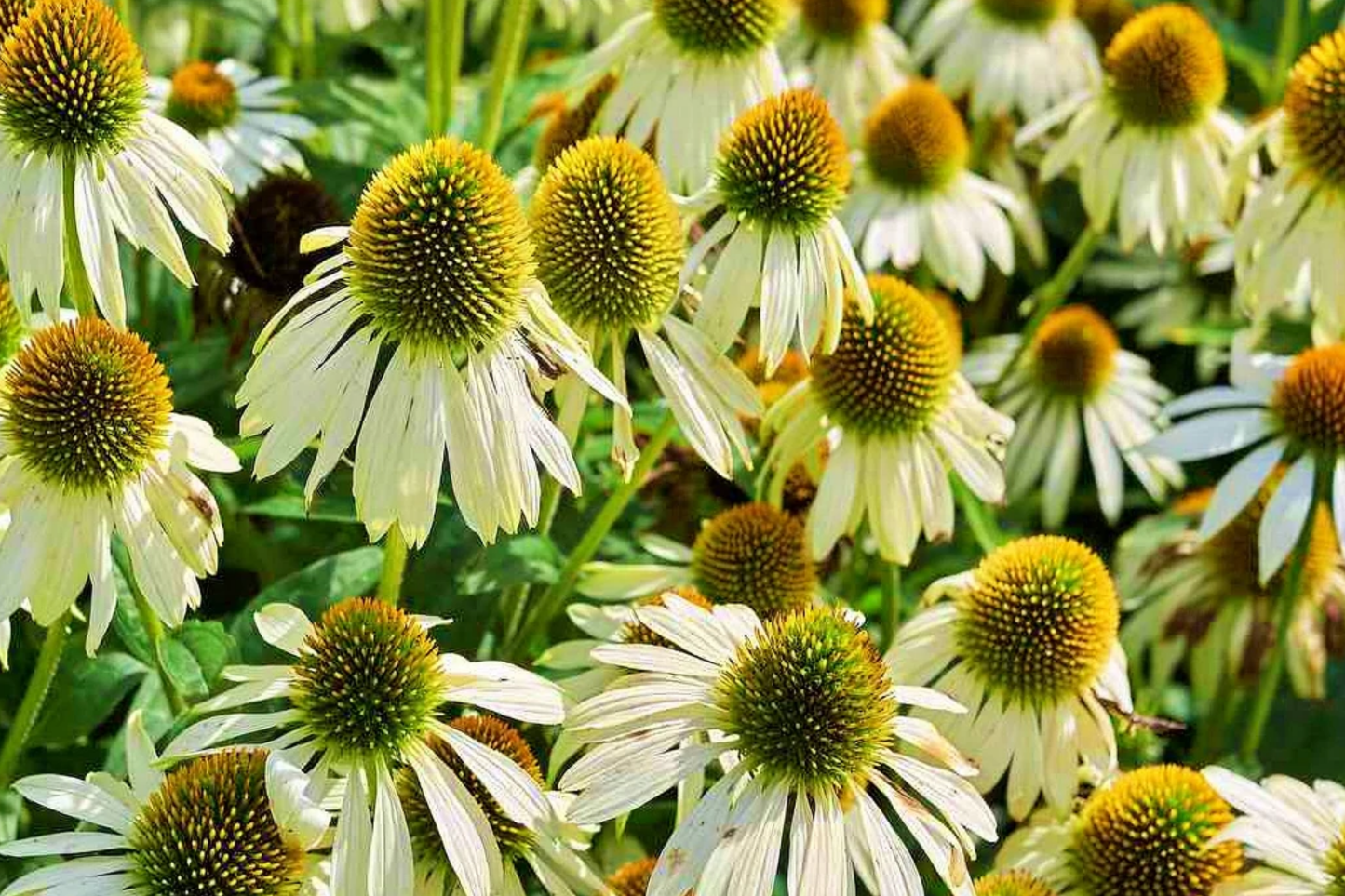 White Swan Coneflower Seeds | 25-400 Non-GMO Seeds | Echinacea purpurea | White Blooms | Free Shipping