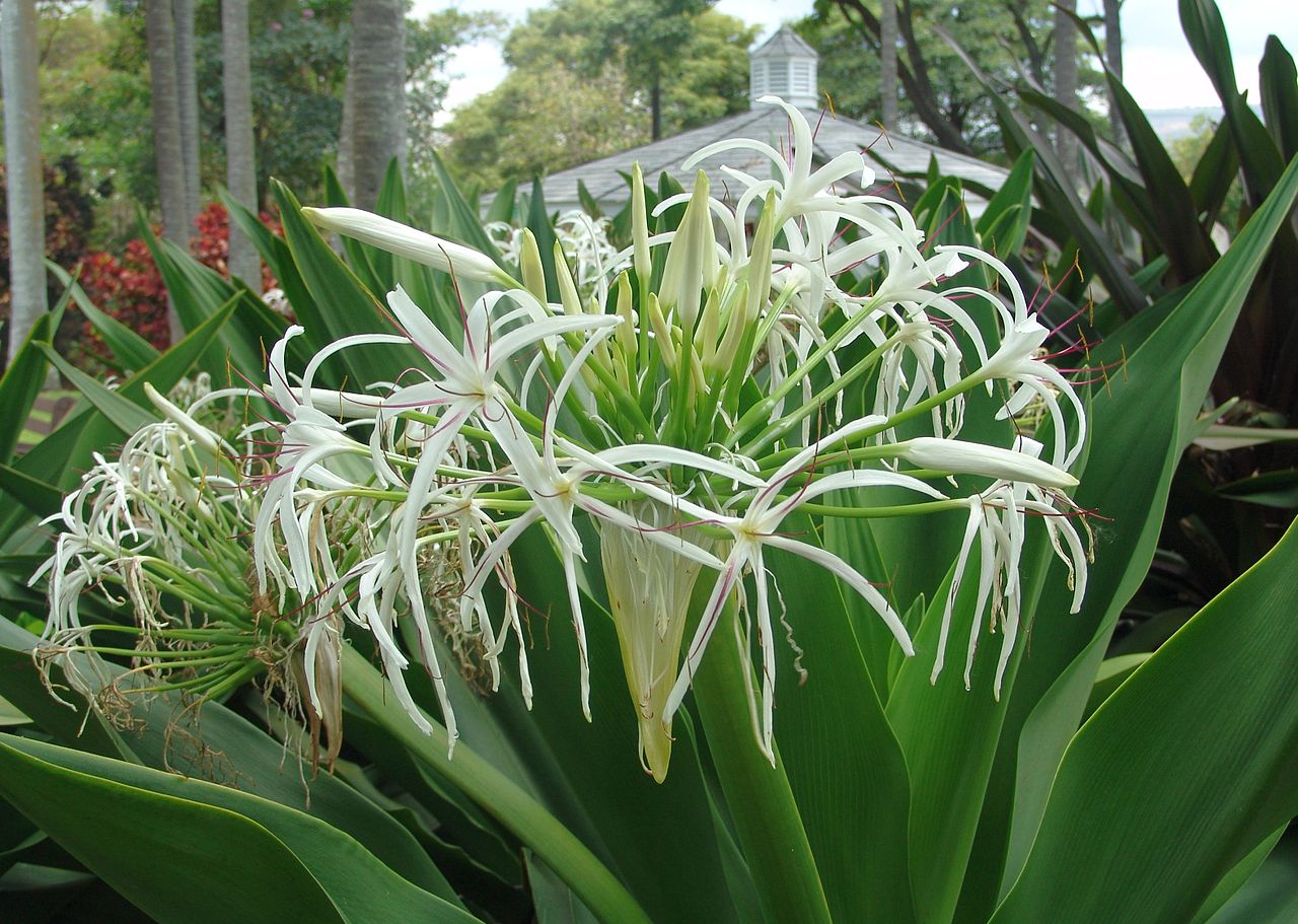 tropical giant spider lily White Spider Crinum Lily Amoenum | Live Rooted Starter Plant
