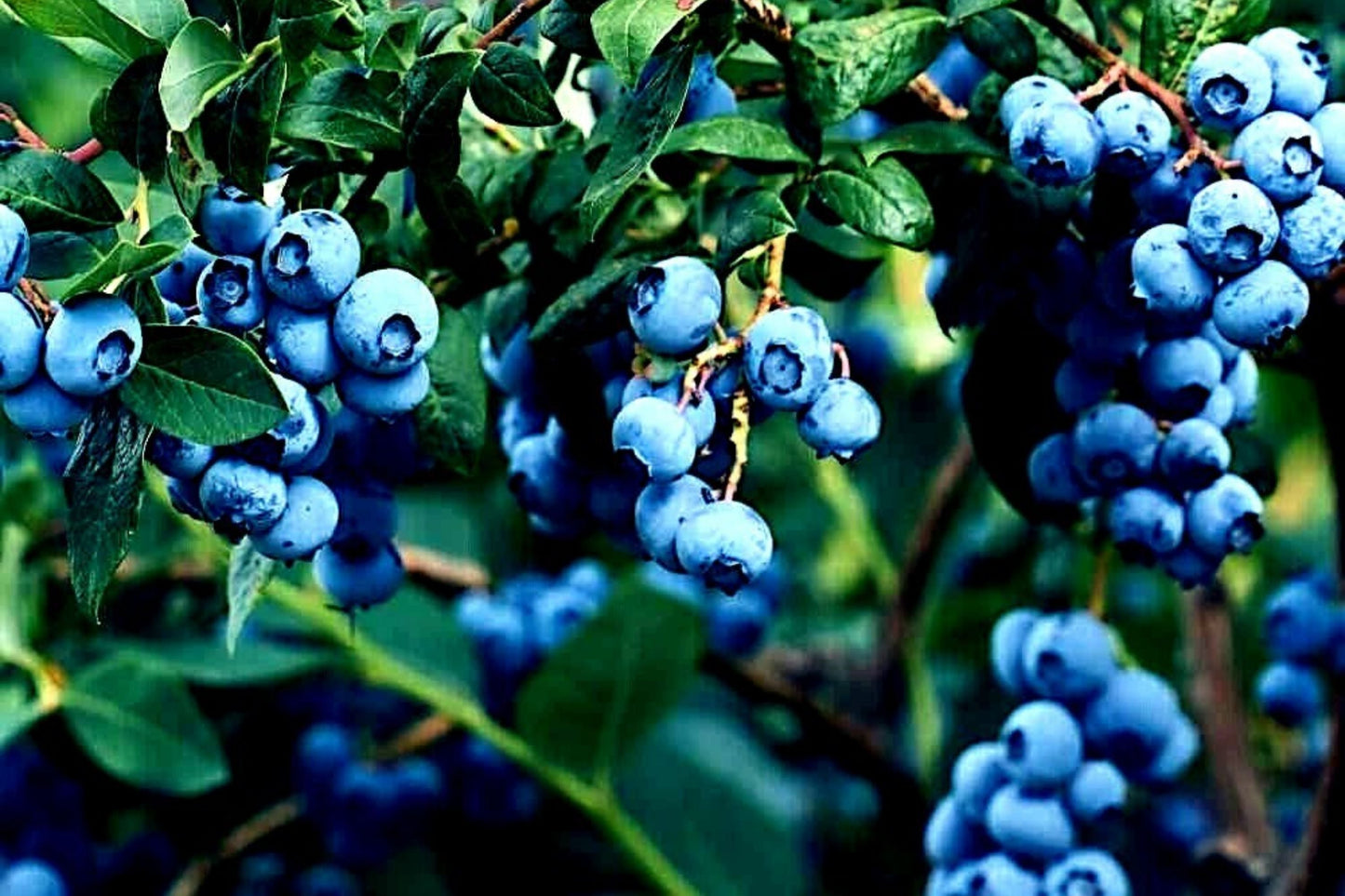 Blueberry Tree Seeds - New Jersey Southern Highbush - Cold Hardy Garden Fruit Plant - Vaccinium corymbosum