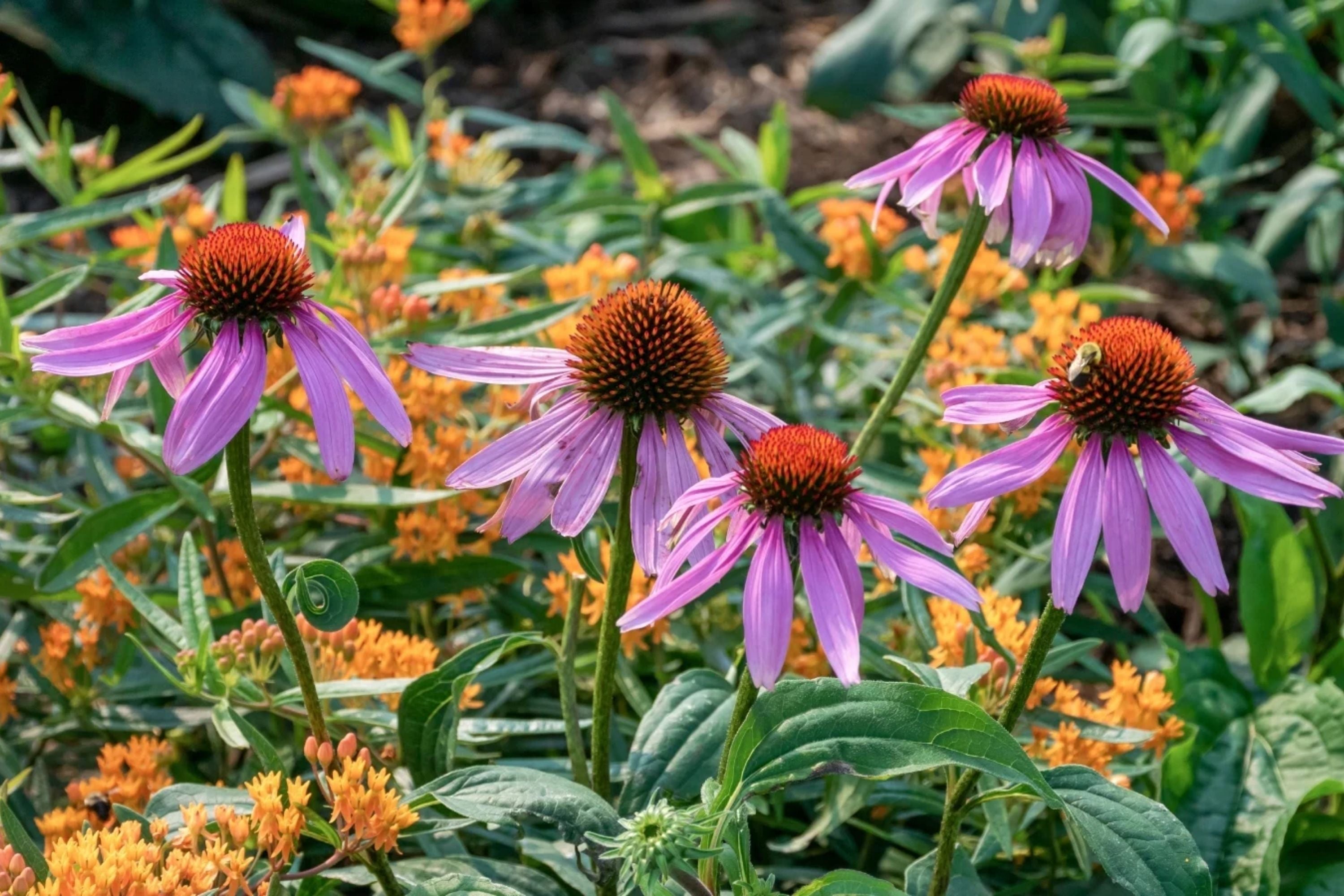 Double Echinacea Coneflower Seeds