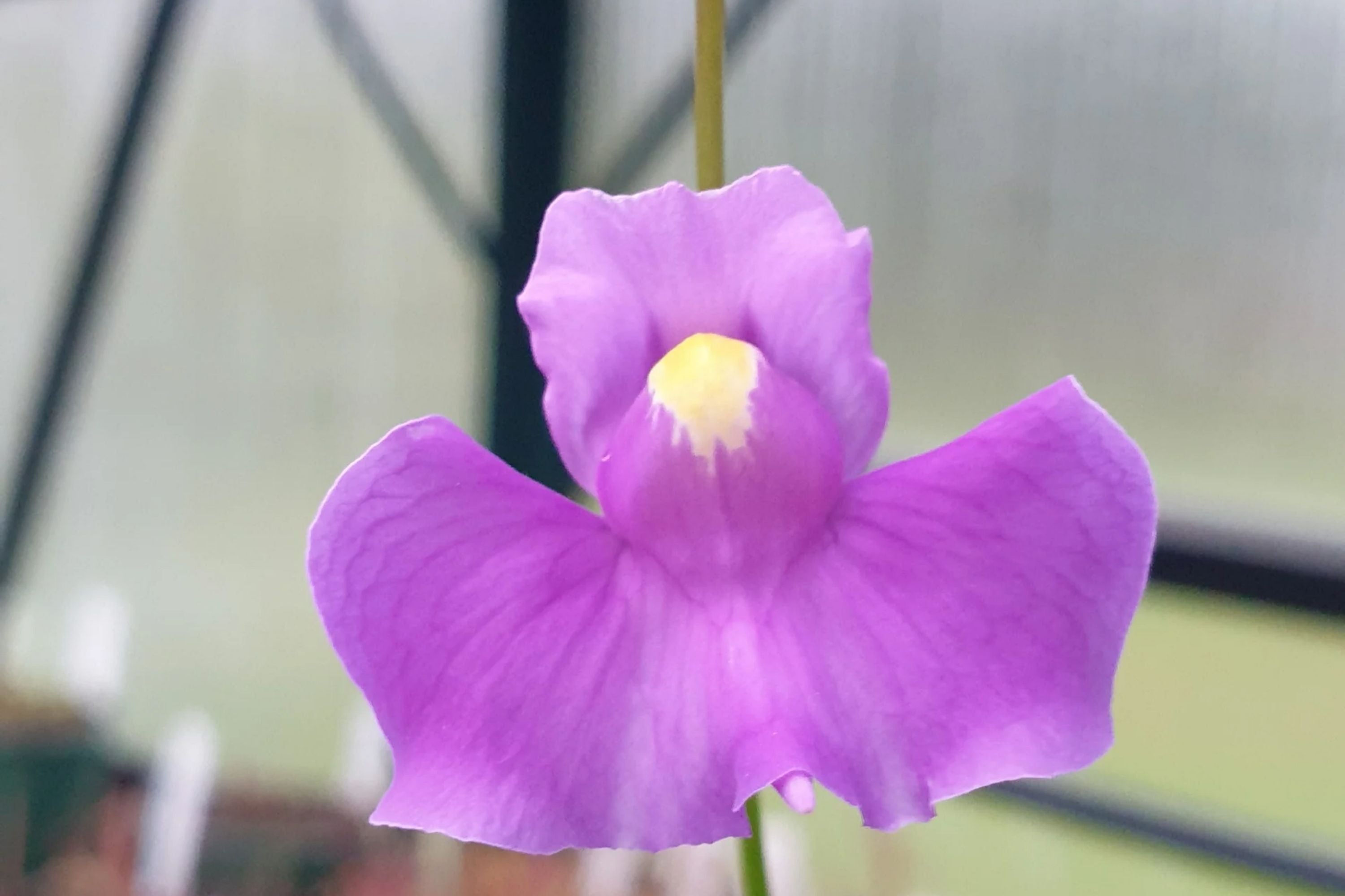Utricularia longifolia Seeds, Tropical Carnivorous Bladderwort, Flower –  Jayme Garden