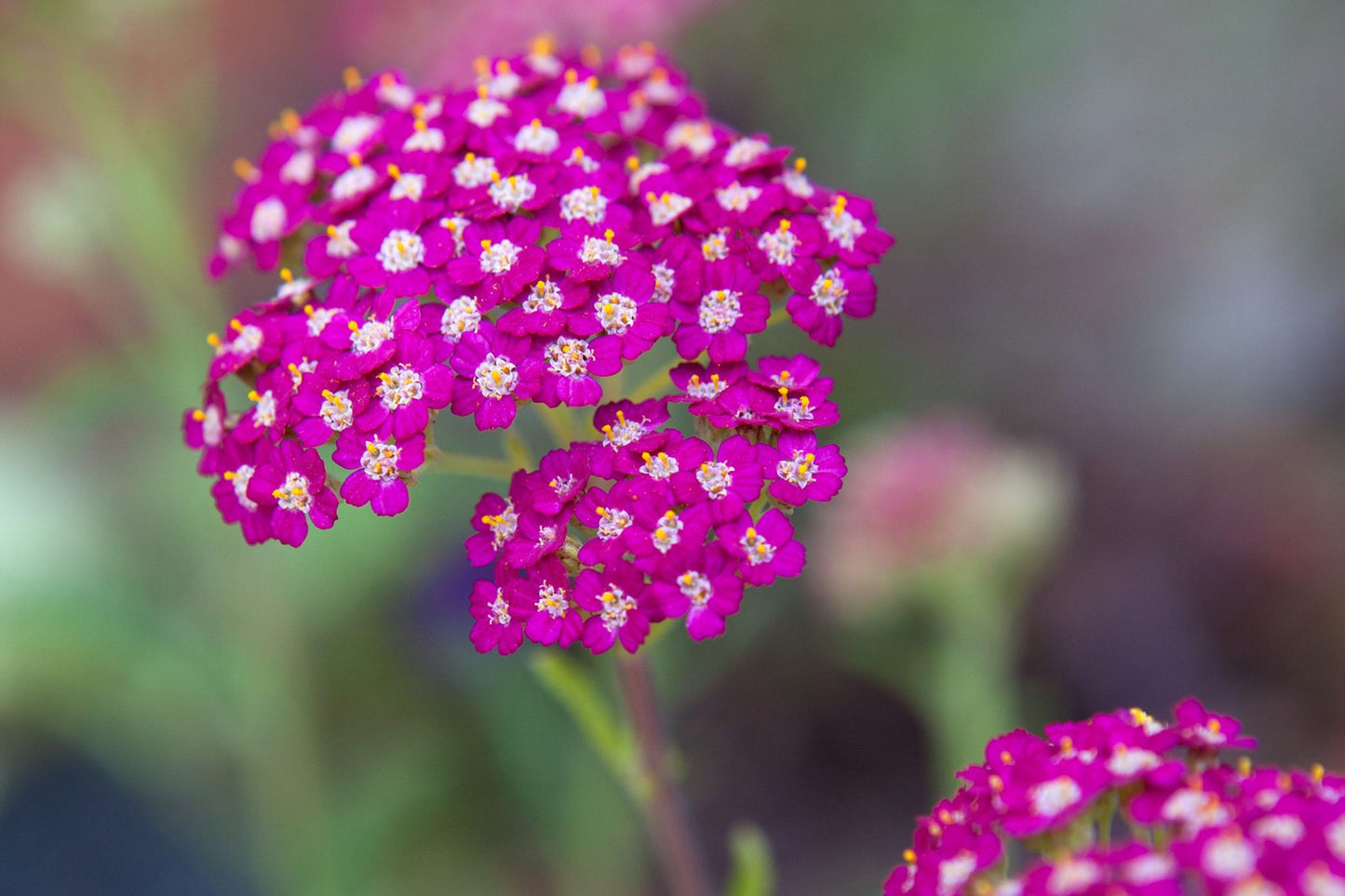 Cerise Queen Yarrow Seeds | Vibrant Pink Flowers | Drought Tolerant | Attracts Pollinators | Perennial | 85 Days