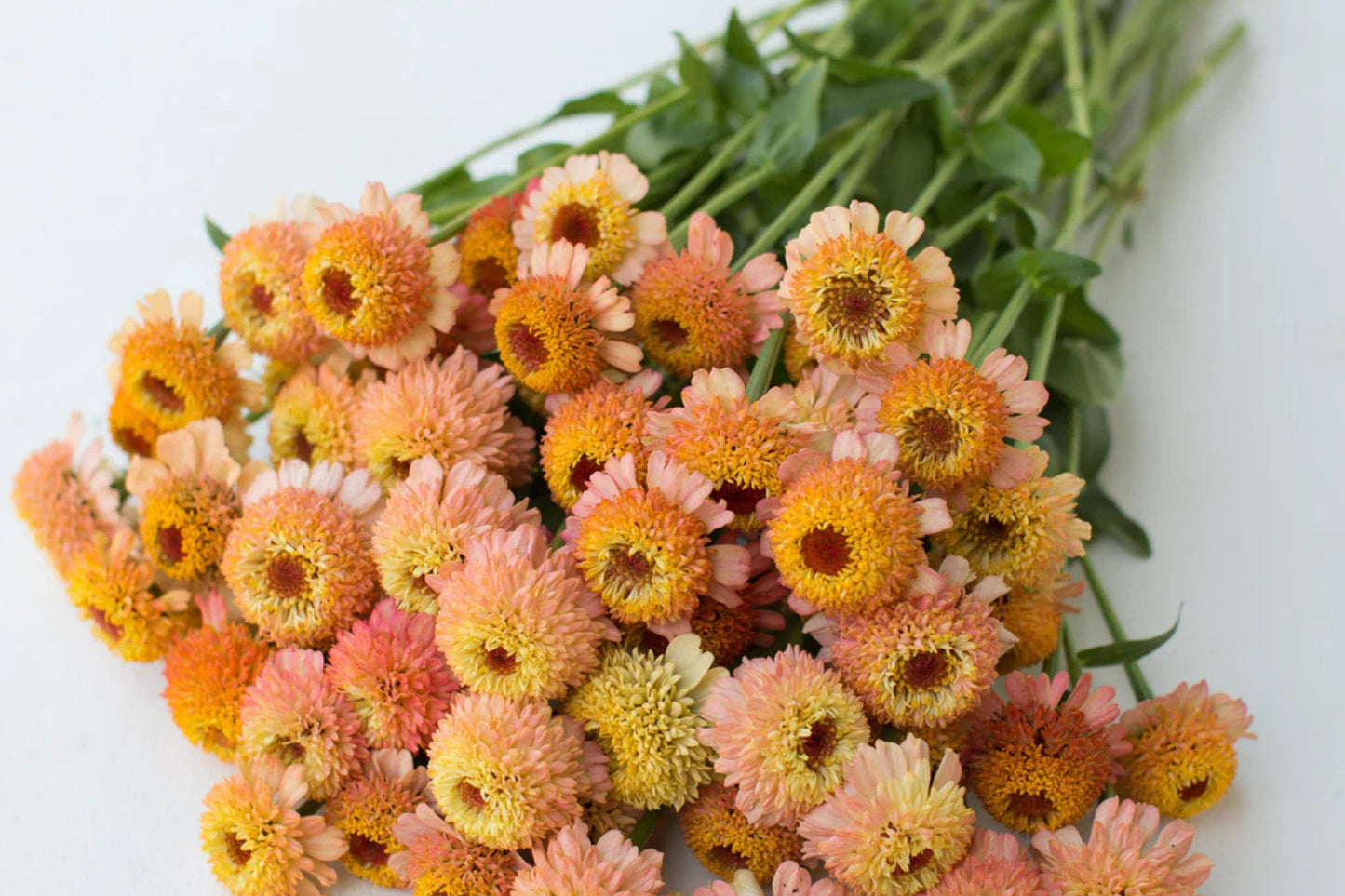 Zinderella Peach Zinnia Seeds - 100+ Double Bloom Seeds - USA Grown - - Cut Flower Garden - Butterfly Magnet - Heat Tolerant