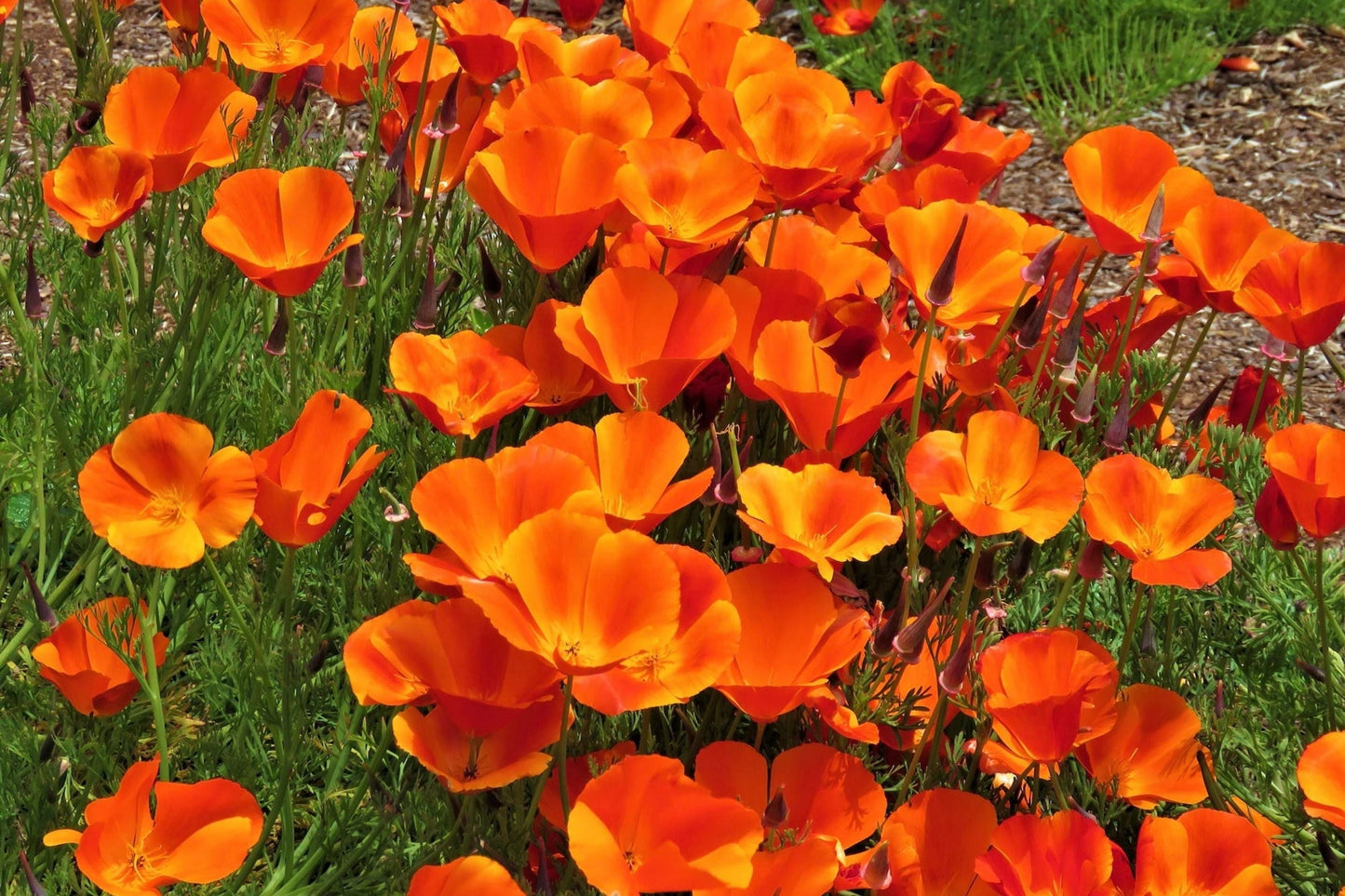California Poppy Seeds for Planting - Orange Flower | Non-GMO USA Garden Seeds | Eschscholzia californica