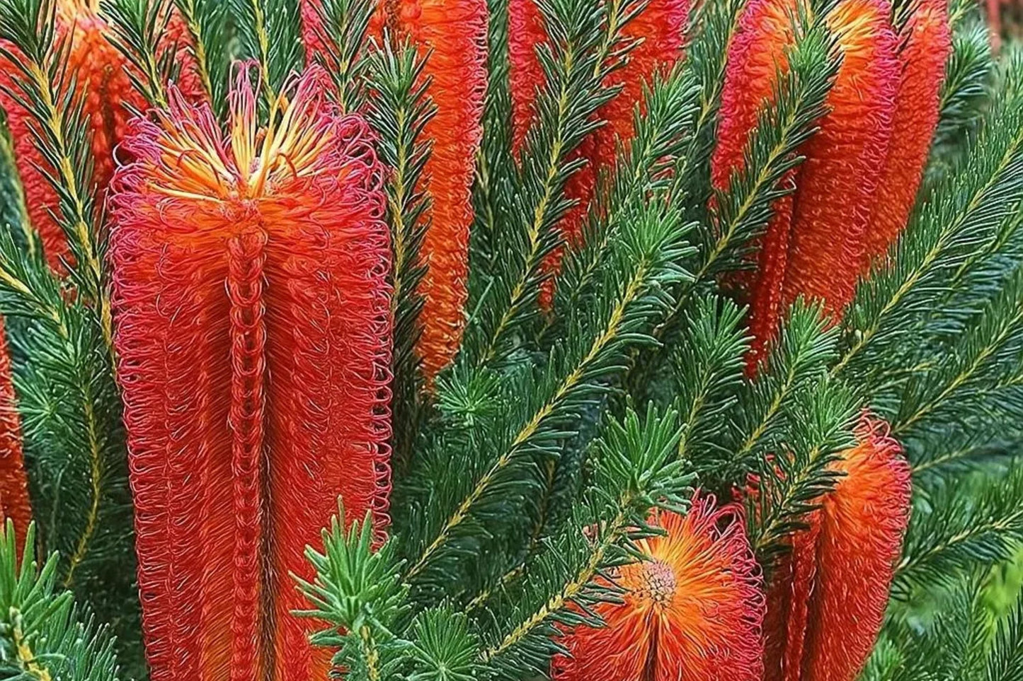 Banksia Ericifolia Seeds - 10 Lantern Fireworks "Little Eric" - Rare Australian Flowering Tree Seeds