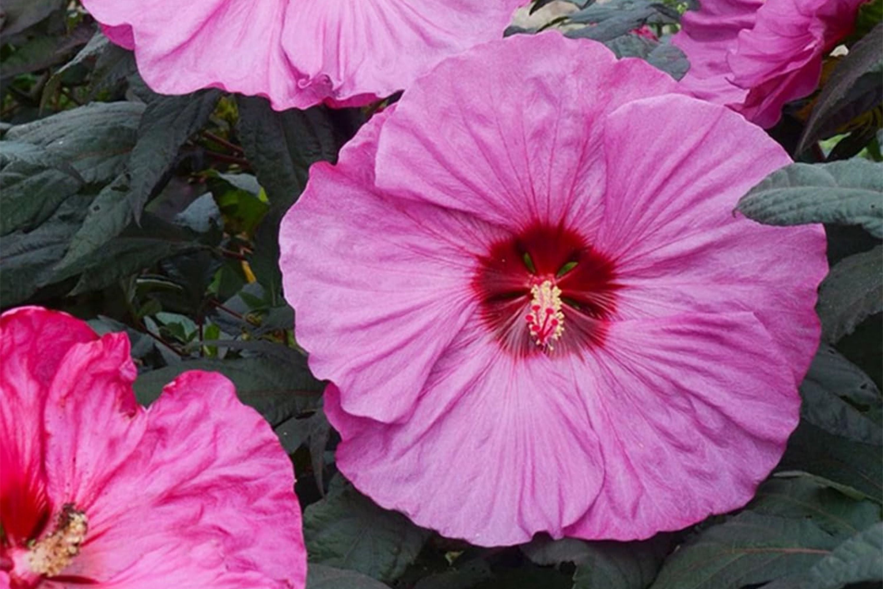 Mixed Giant Hibiscus Seeds