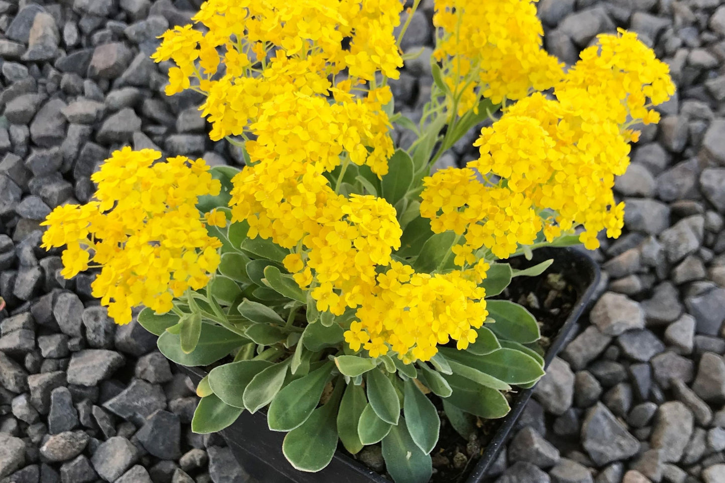 Basket Of Gold Alyssum Seeds, Aurinia saxatile, 8-12 Inches Tall, Golden Yellow Blooms, Groundcover, USDA Zones 3-9, Non-GMO