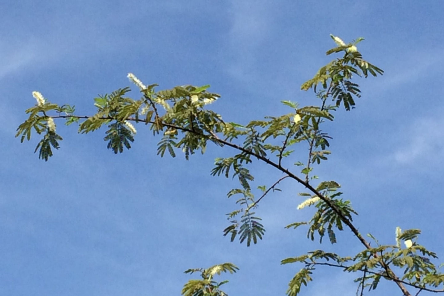 Mimosa Tenuiflora Seeds - 20 Seeds - Drought-Tolerant Plant, Silk Tree, Native to Brazil