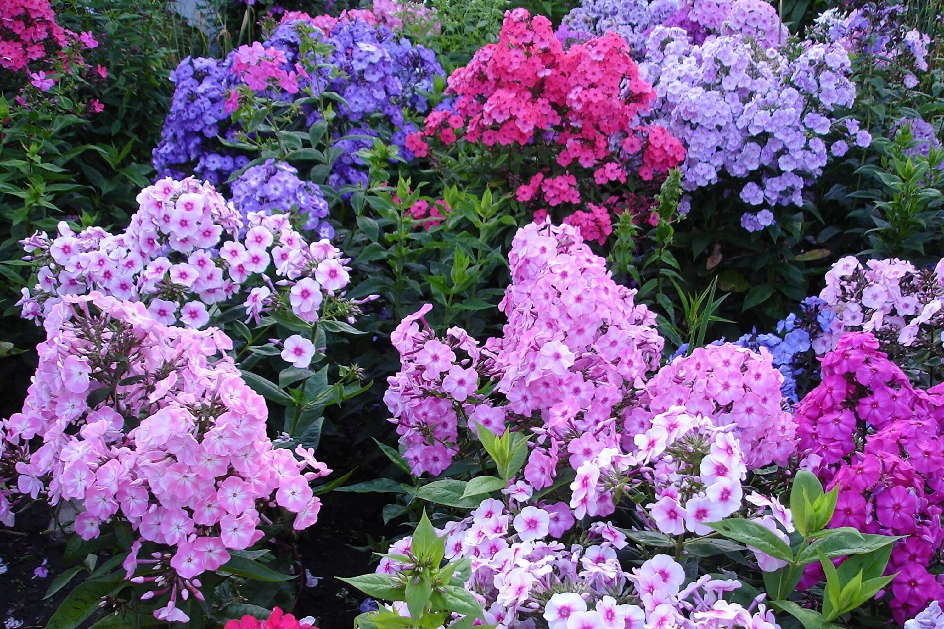Mixed Phlox Seeds For Planting 1500 Popstars Creeping Perennial Phl 