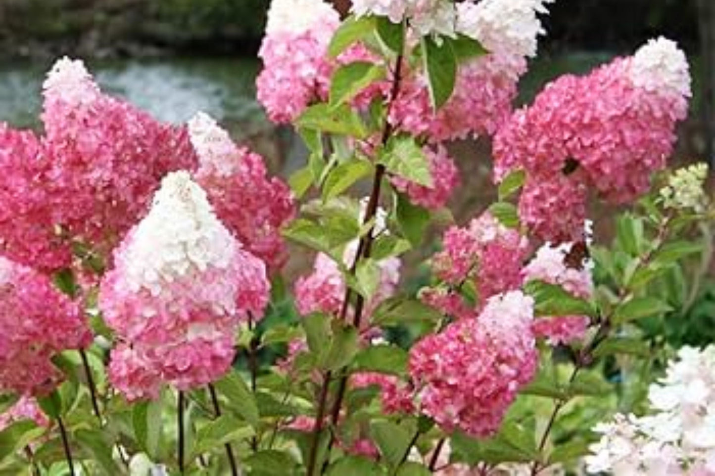 Blush Quill Hydrangea Seeds - 85 or 250 Non-GMO Flower Seeds - Hydrangea Quercifolia