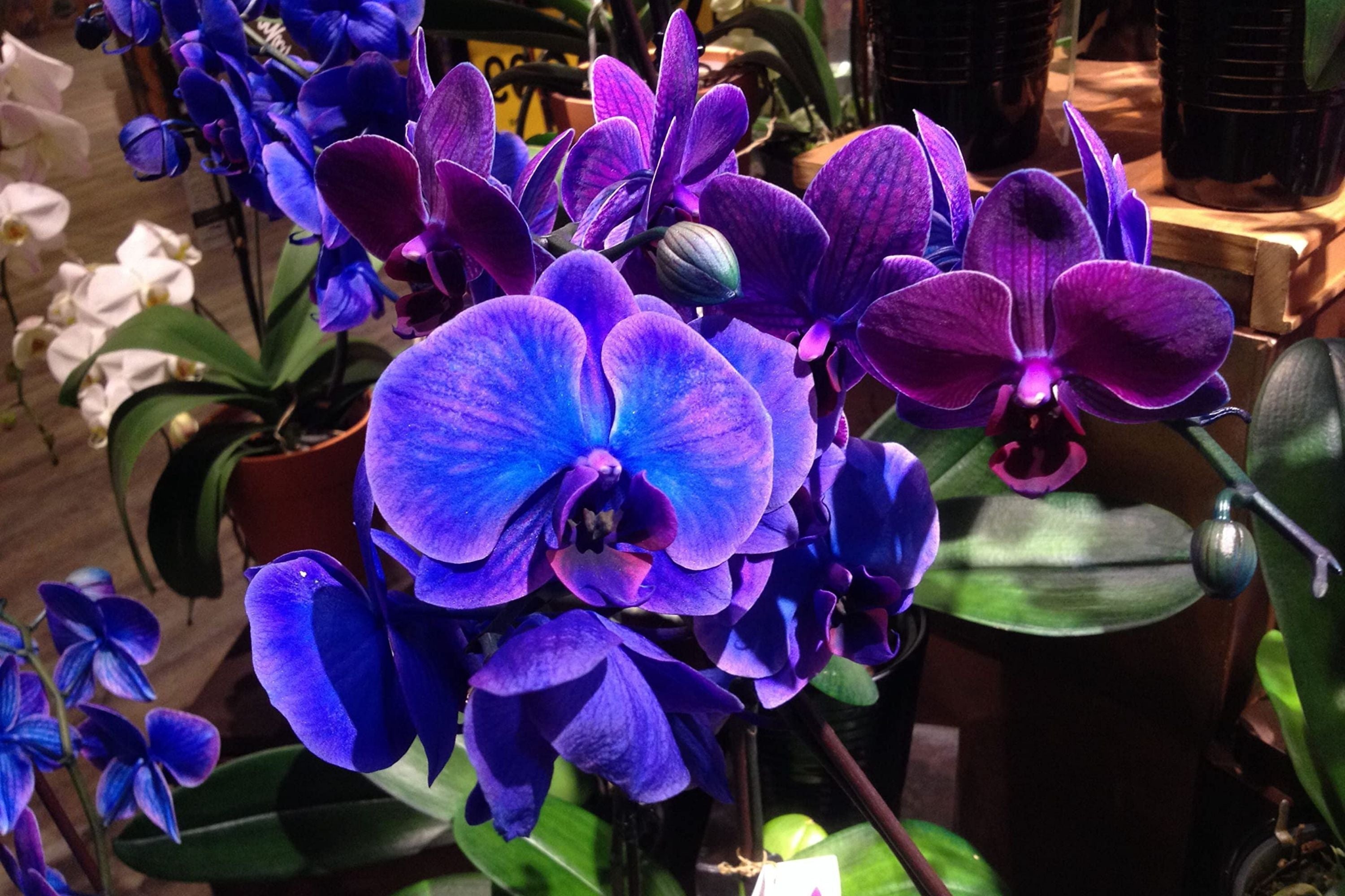Generic 50pcs Phalaenopsis Orchids Flower Seeds Mixed Generic 50pcs Phalaenopsis Orchids Flower Seeds Mixed