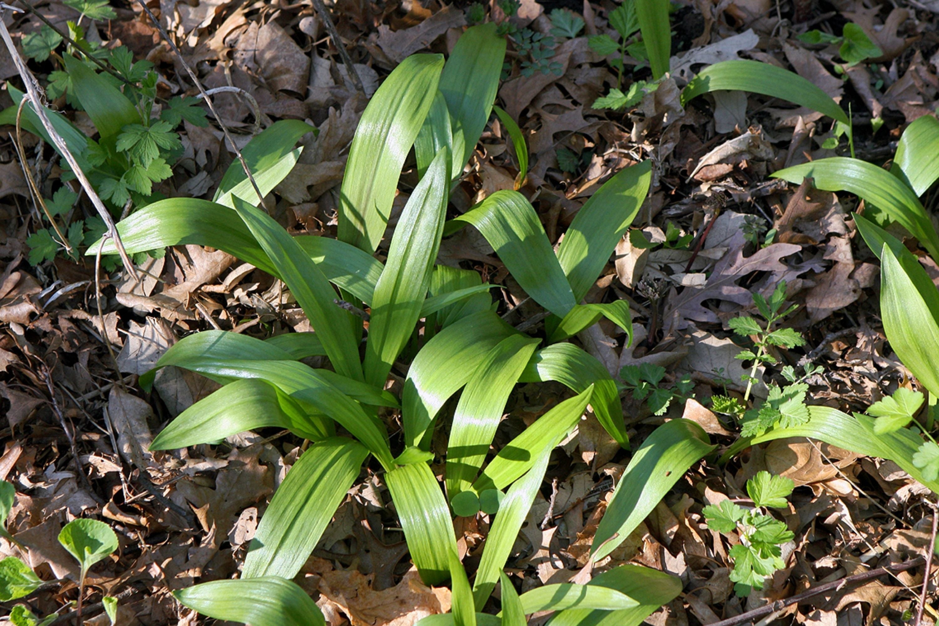 ramson plant Wild Ramps Seeds - Allium tricoccum