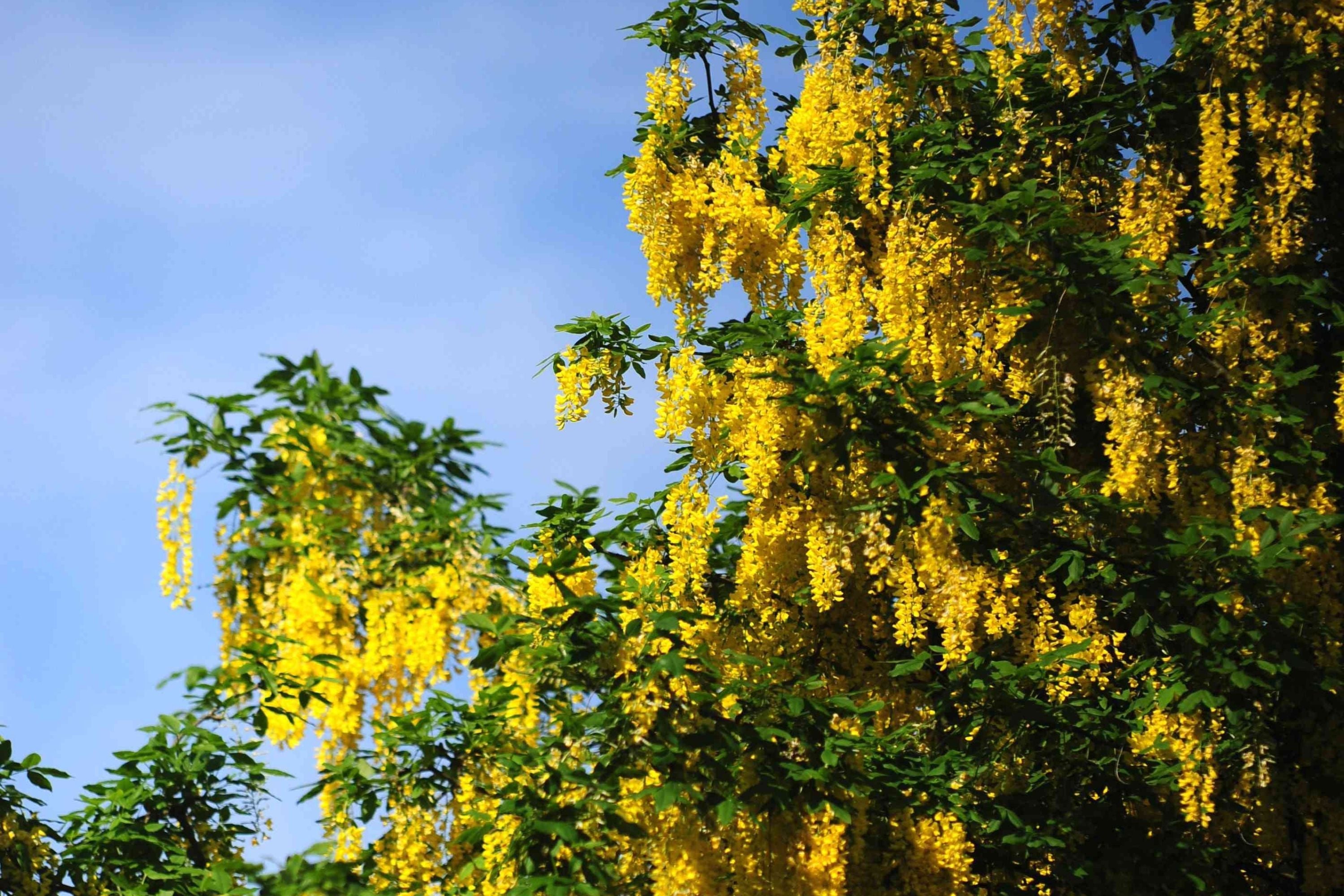 Golden Chain Tree Seeds - Laburnum anagyroides