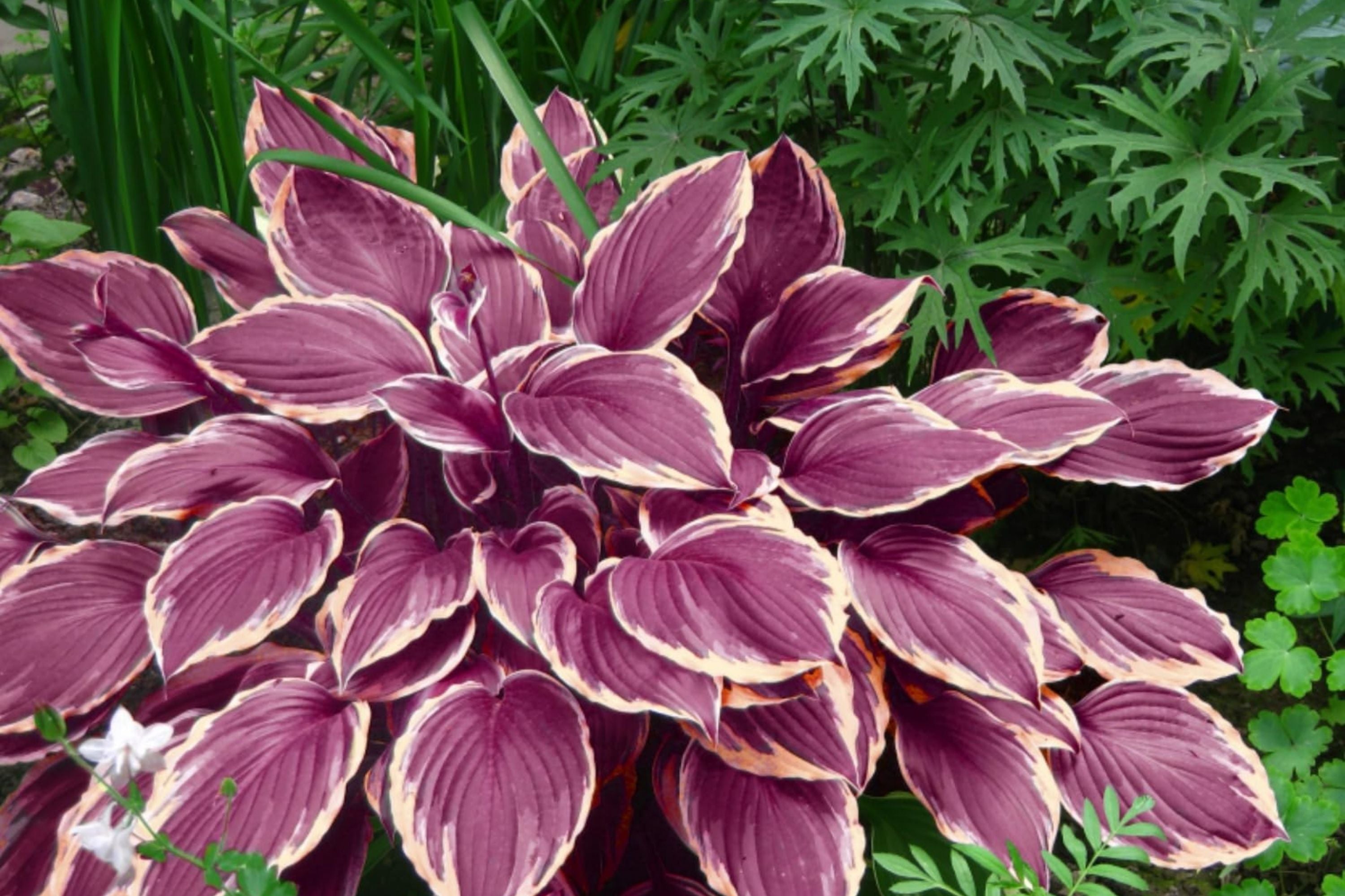 Hosta Seeds for Planting - 200+ Count Perennial Outdoor Garden Plants   Jayme Garden