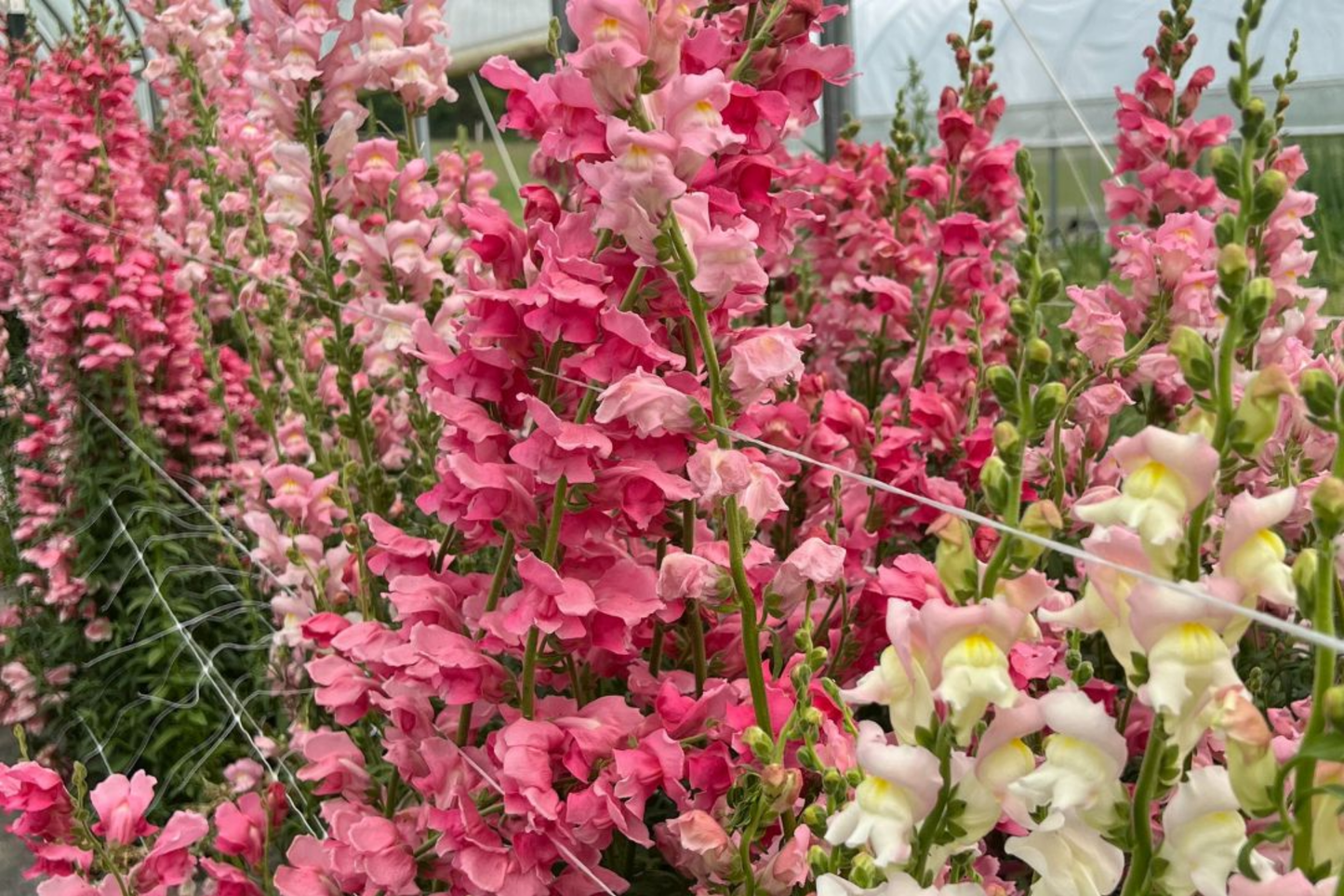 Appleblossom Snapdragon Seeds | Heirloom Non-GMO | Antirrhinum majus | Garden Flowers