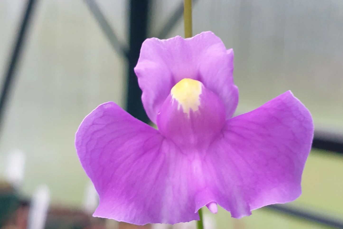 Utricularia longifolia Seeds, Tropical Carnivorous Bladderwort, Flowering Plant, Aquatic Carnivore Seeds