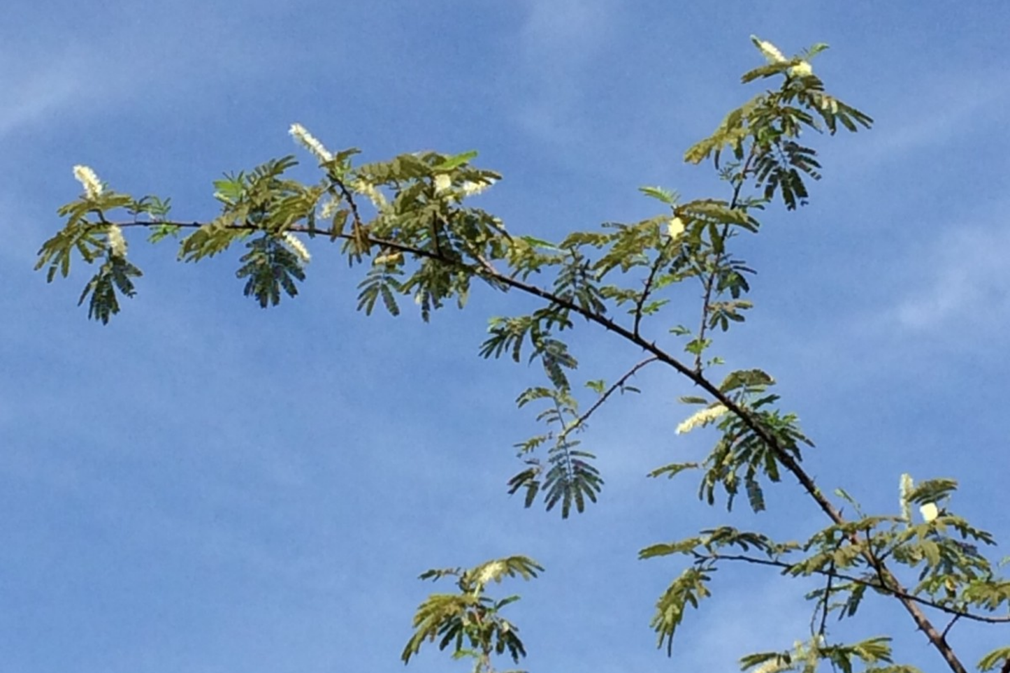 Mimosa Tenuiflora Seeds Pods - 10 Organic Seeds for Planting - Drought-Resistant Variety - Mimosa Hostilis