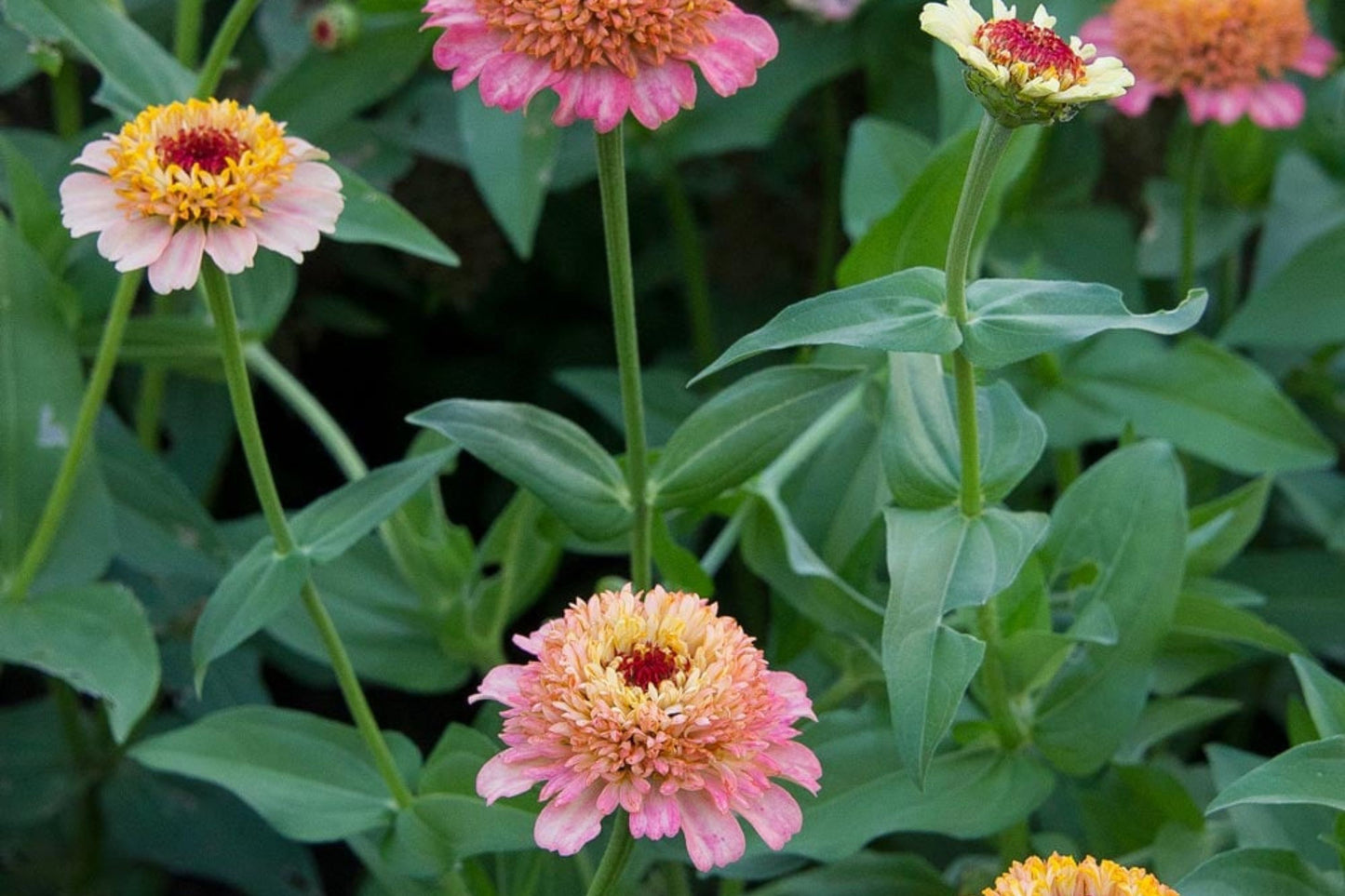 Zinderella Peach Zinnia Seeds - 100+ Double Bloom Seeds - USA Grown - - Cut Flower Garden - Butterfly Magnet - Heat Tolerant