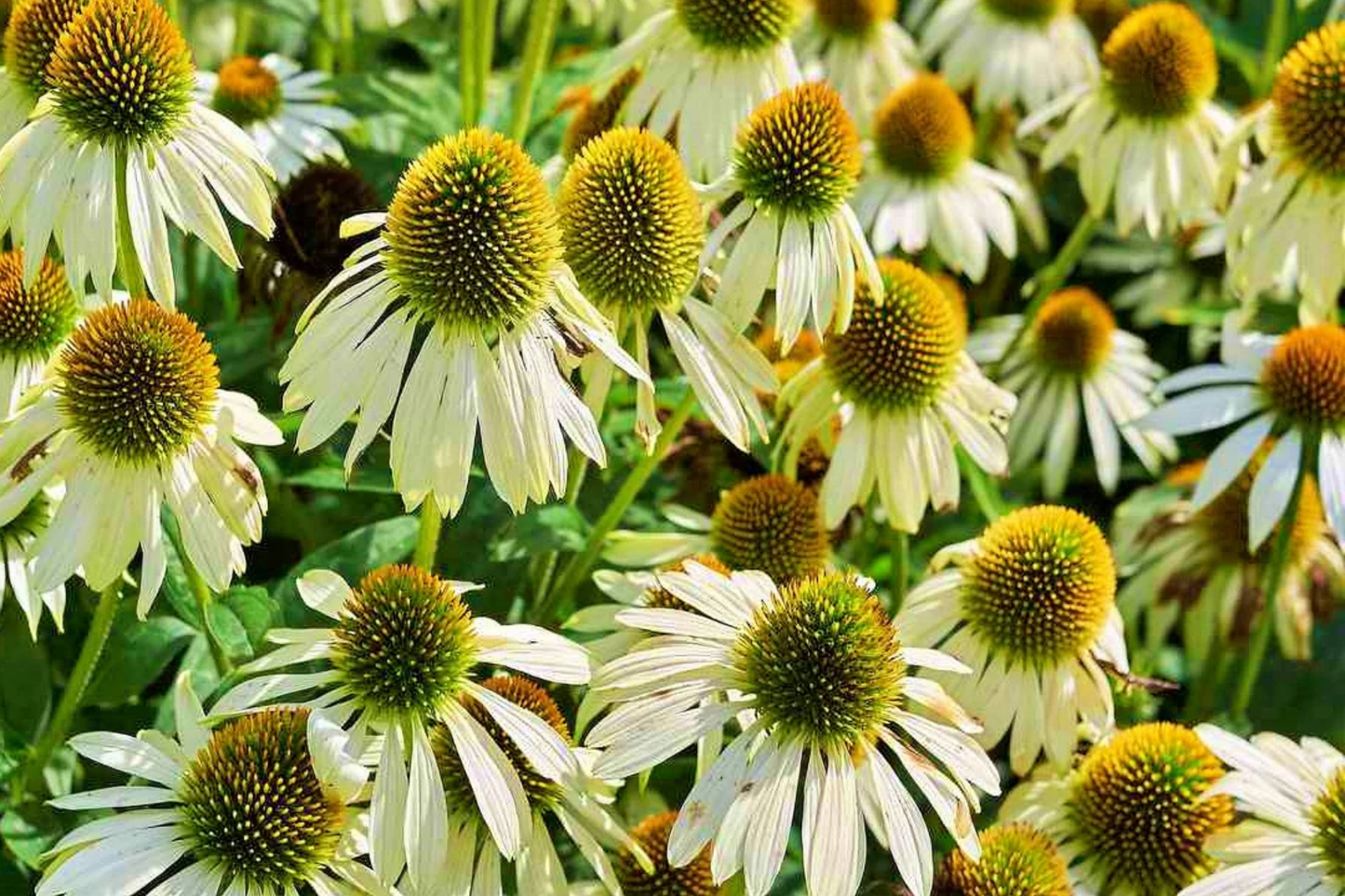 White Swan Coneflower Seeds | 25 - 400 Seeds | Non-GMO Echinacea purpurea | Native Pollinator Friendly