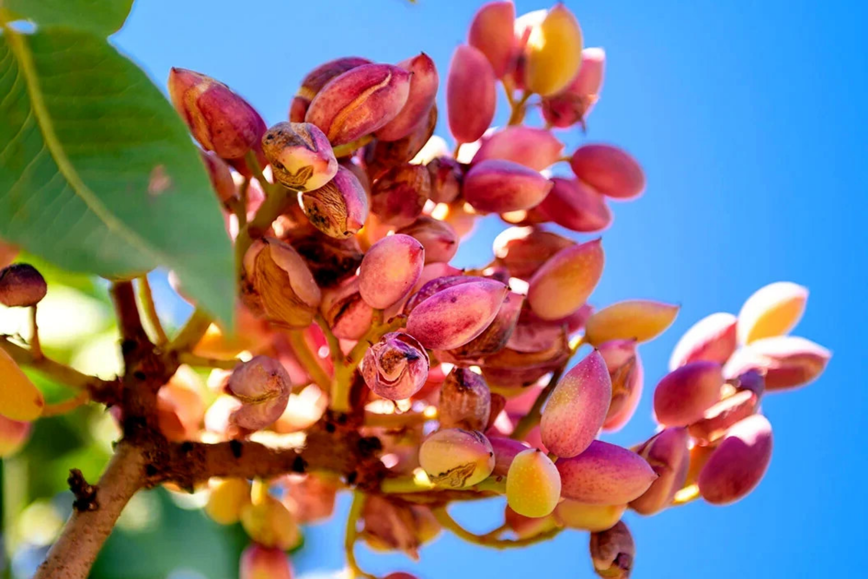 Pistachio Nut Tree Seeds - Edible Garden Plant - Hardy Zone 7