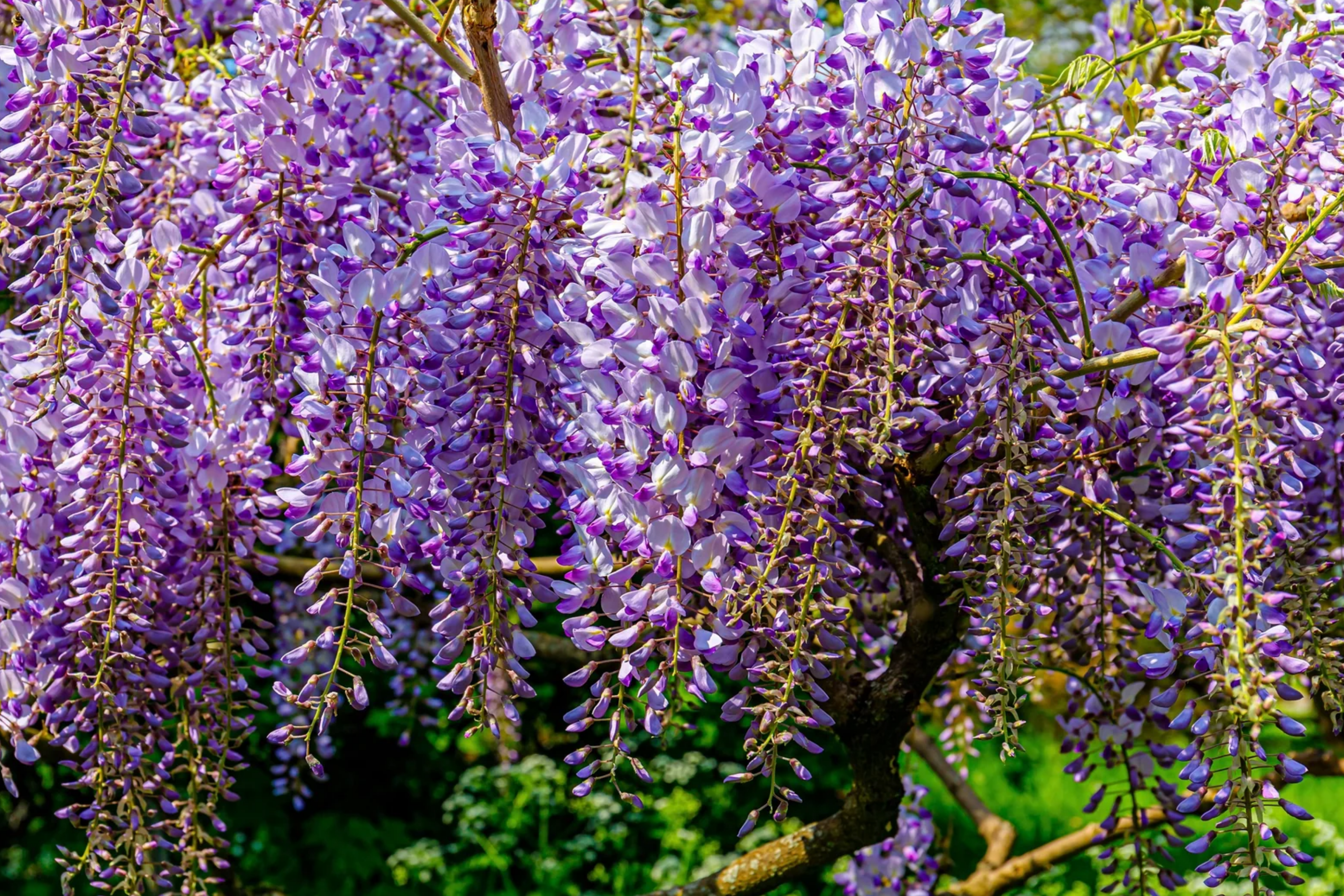 wisteria flower seeds Blue Chinese Wisteria Seeds