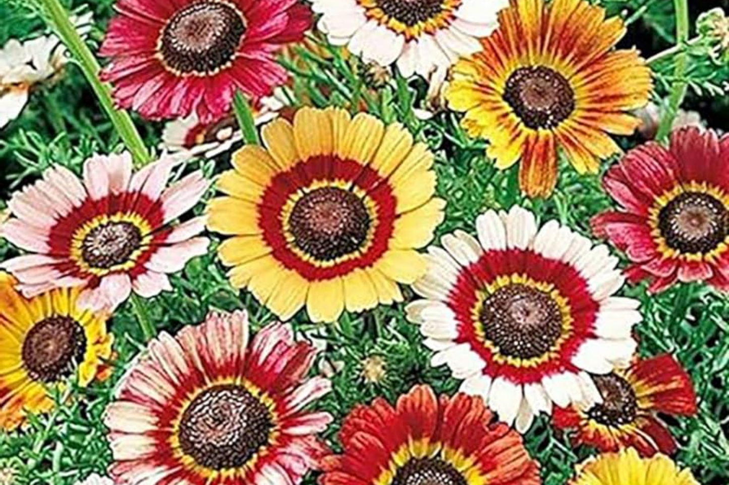 Painted Daisy Seeds | Heirloom Non-GMO Flower Seeds | Bright Color Mix | Chrysanthemum maximum