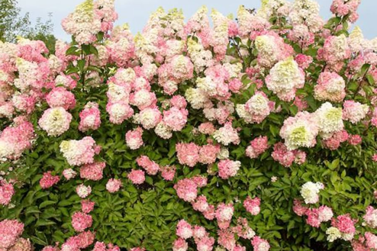 50+ Vanilla Strawberry Hydrangea Flower Seeds Mix for Planting in Garden - Perennial (Hydrangea paniculata)