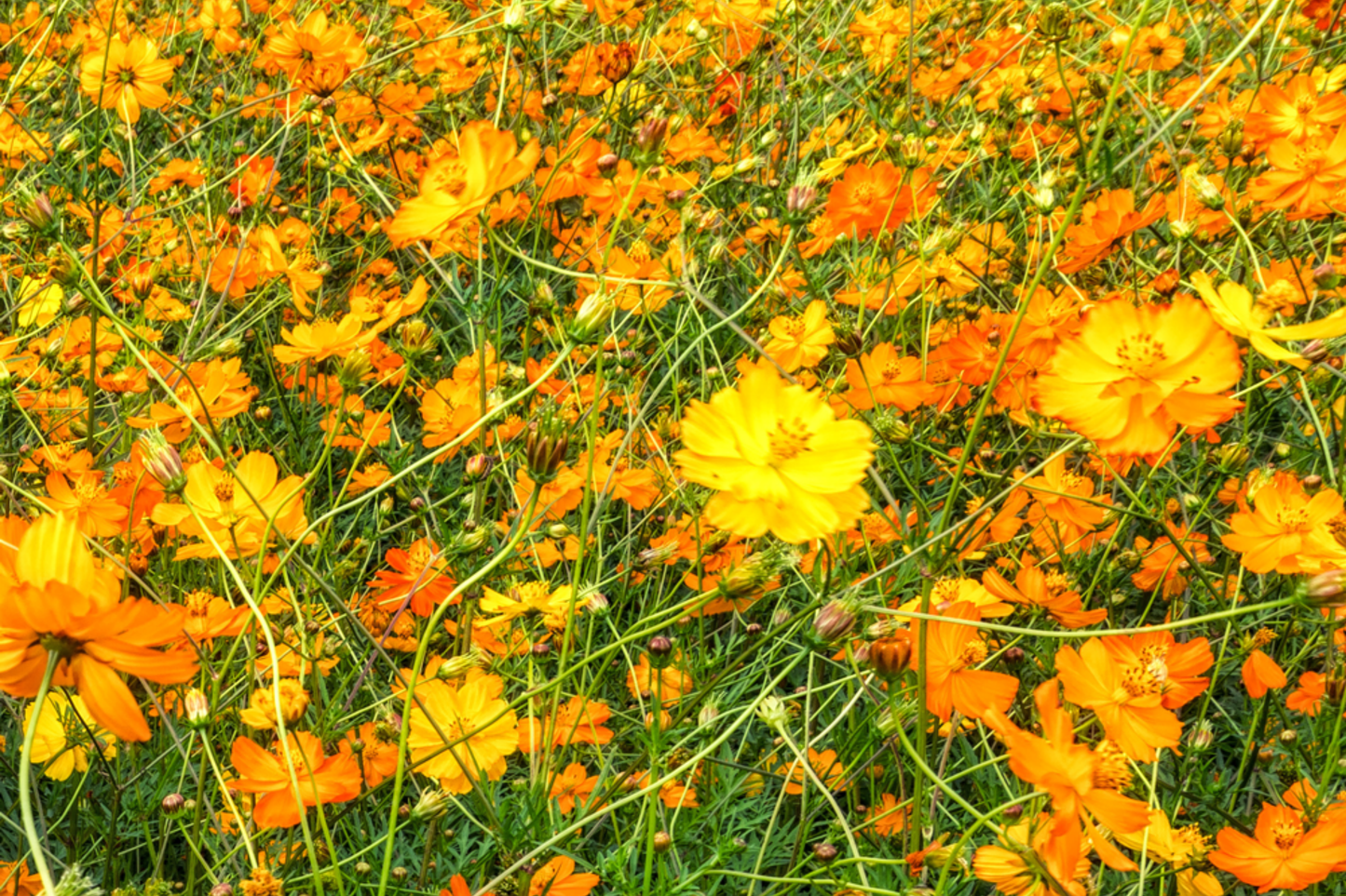 Bright Lights Cosmos Seeds | Non-GMO Annual Flower Seeds | Colorful Garden Variety | Cosmos bipinnatus