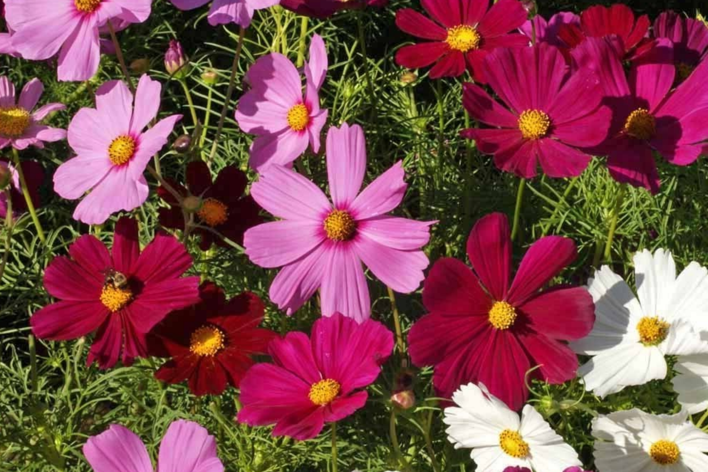 Dwarf Cosmos Seed Mix - Short & Compact, Colorful Flowers, Attracts Pollinators, Free Shipping