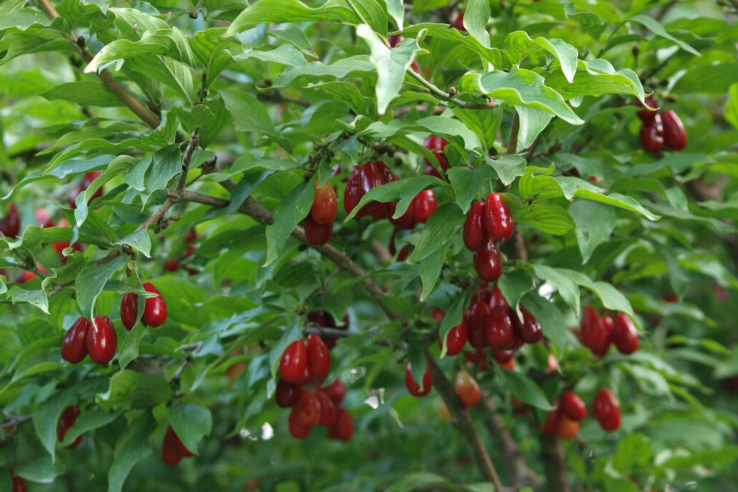 Cornelian Cherry Dogwood Tree Seeds - Edible, Hardy, Showy - Cornus mas