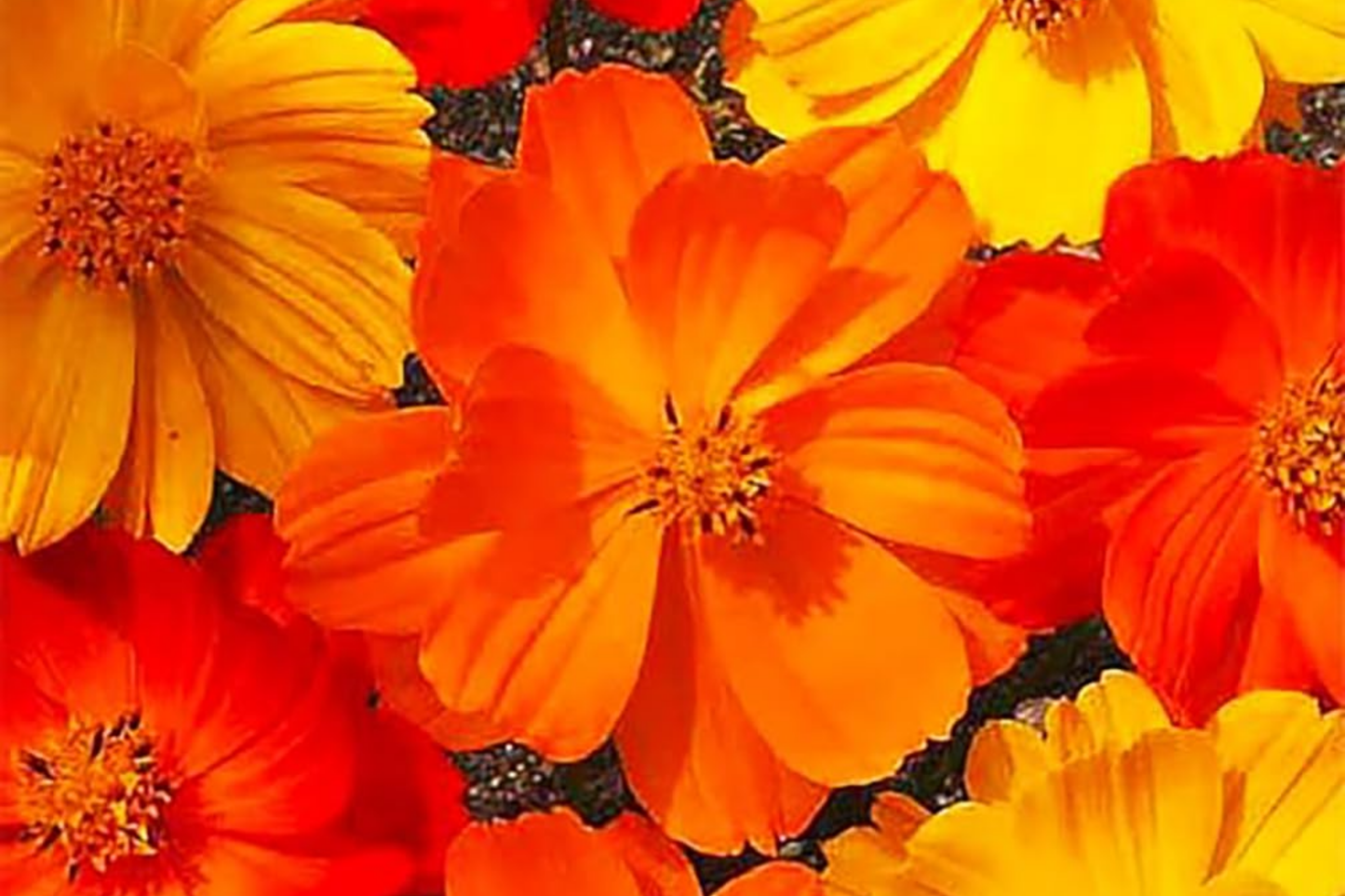 Cosmos Seeds, Bright Lights Variety, 50-1,000 Seeds, Free Shipping, Cosmos bipinnatus