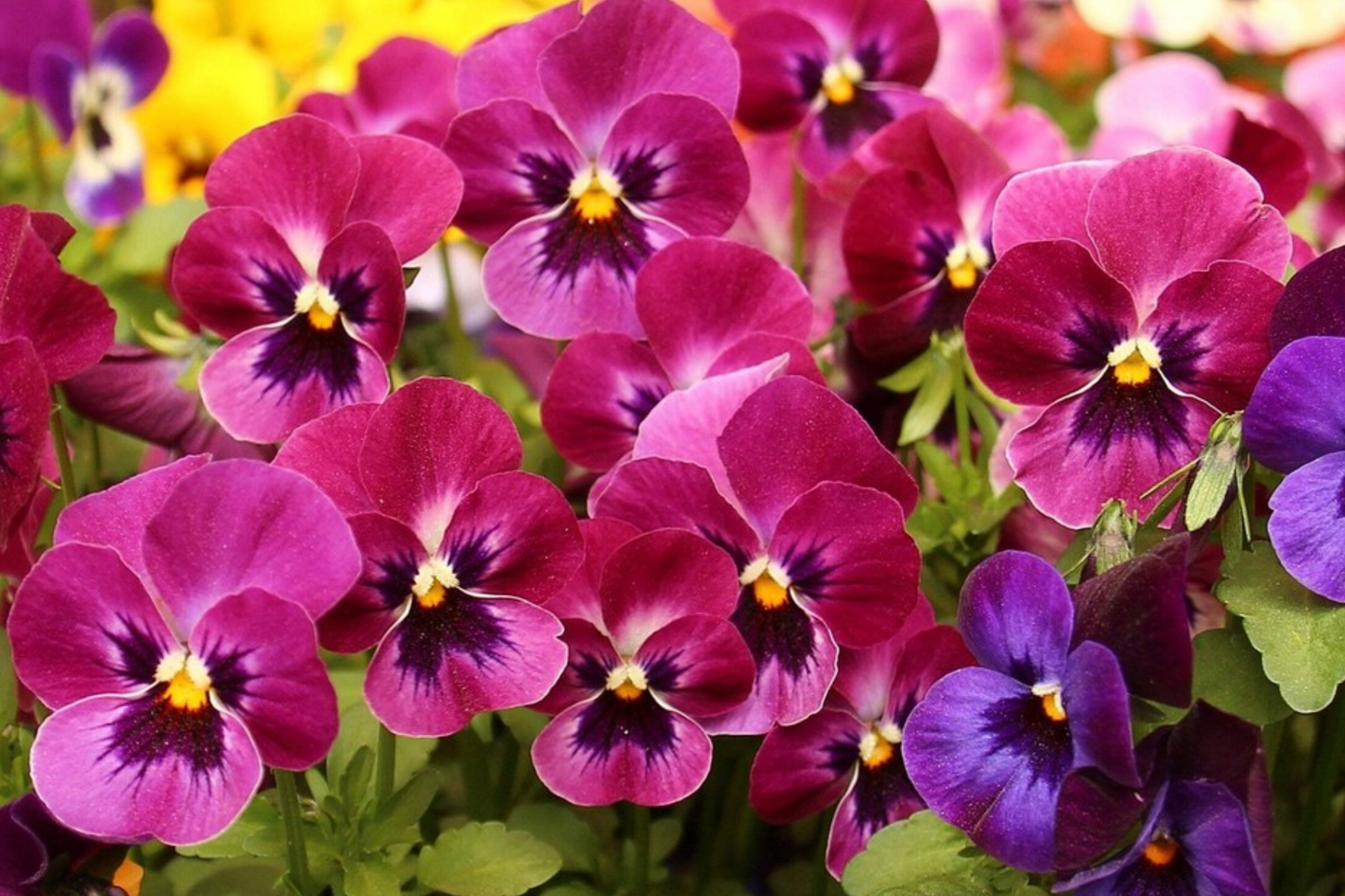 Swiss Giants Pansy Seeds - Pensee Mix - Viola Wittrockiana - Colorful Flower Seeds for Garden and Pots
