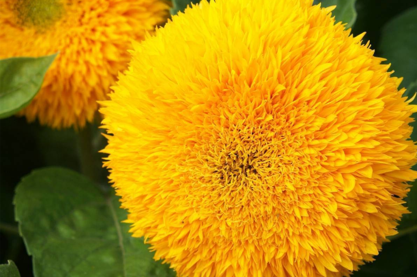 Sunflower Seeds for Planting - 700+ Giant Teddy Bear Heirloom Non-GMO - Helianthus annuus