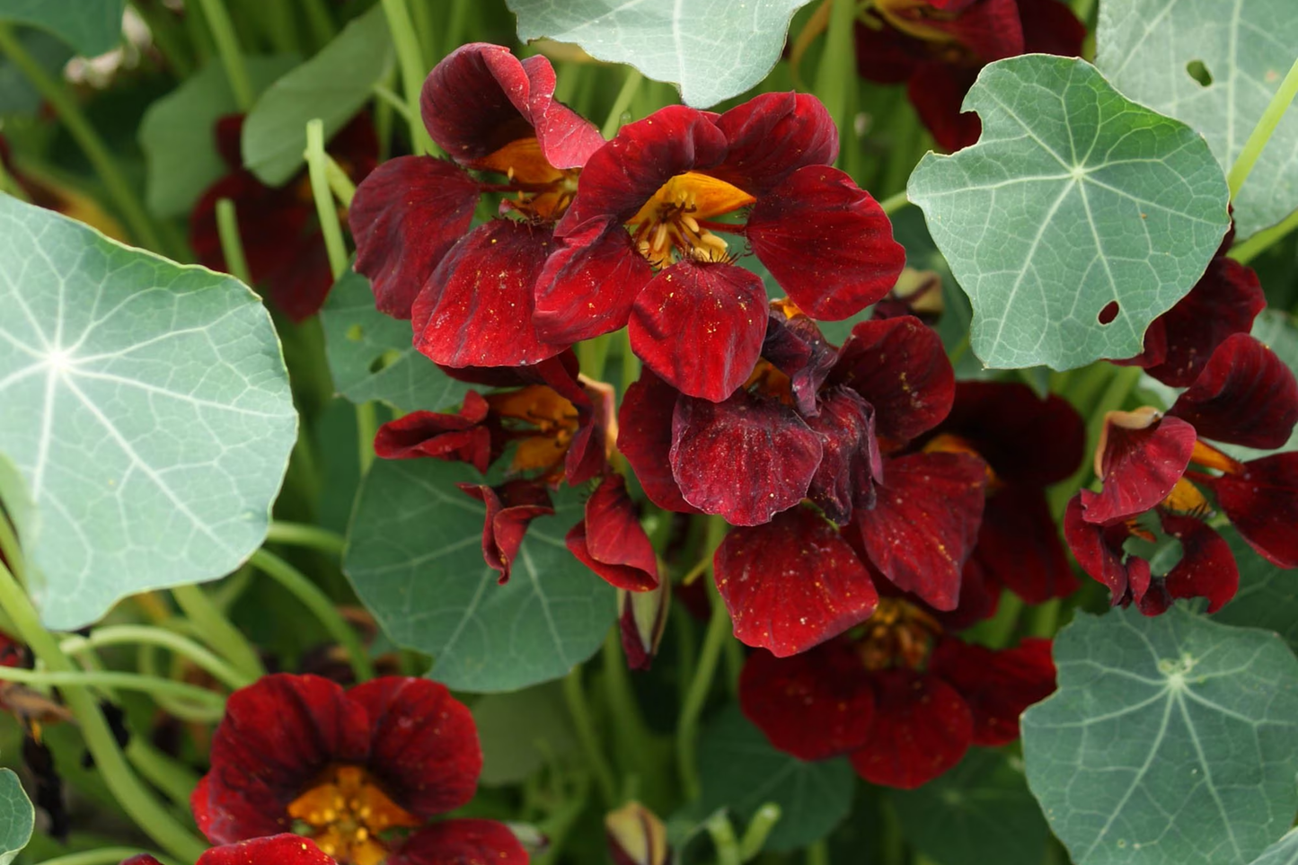 Nasturtium Seeds - Black Velvet Heirloom Non-GMO | Flowering Edible Plants | Tropaeolum majus